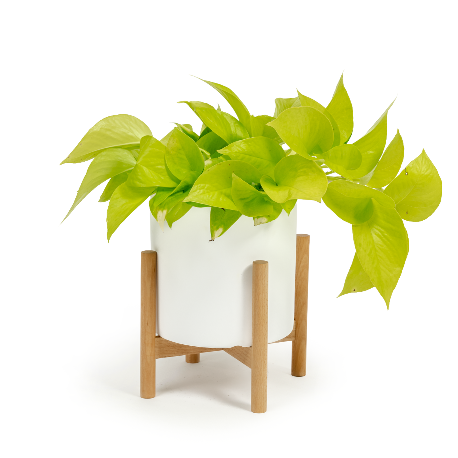 Neon Pothos
