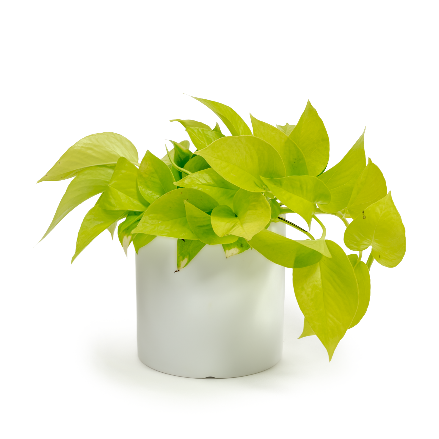 Neon Pothos