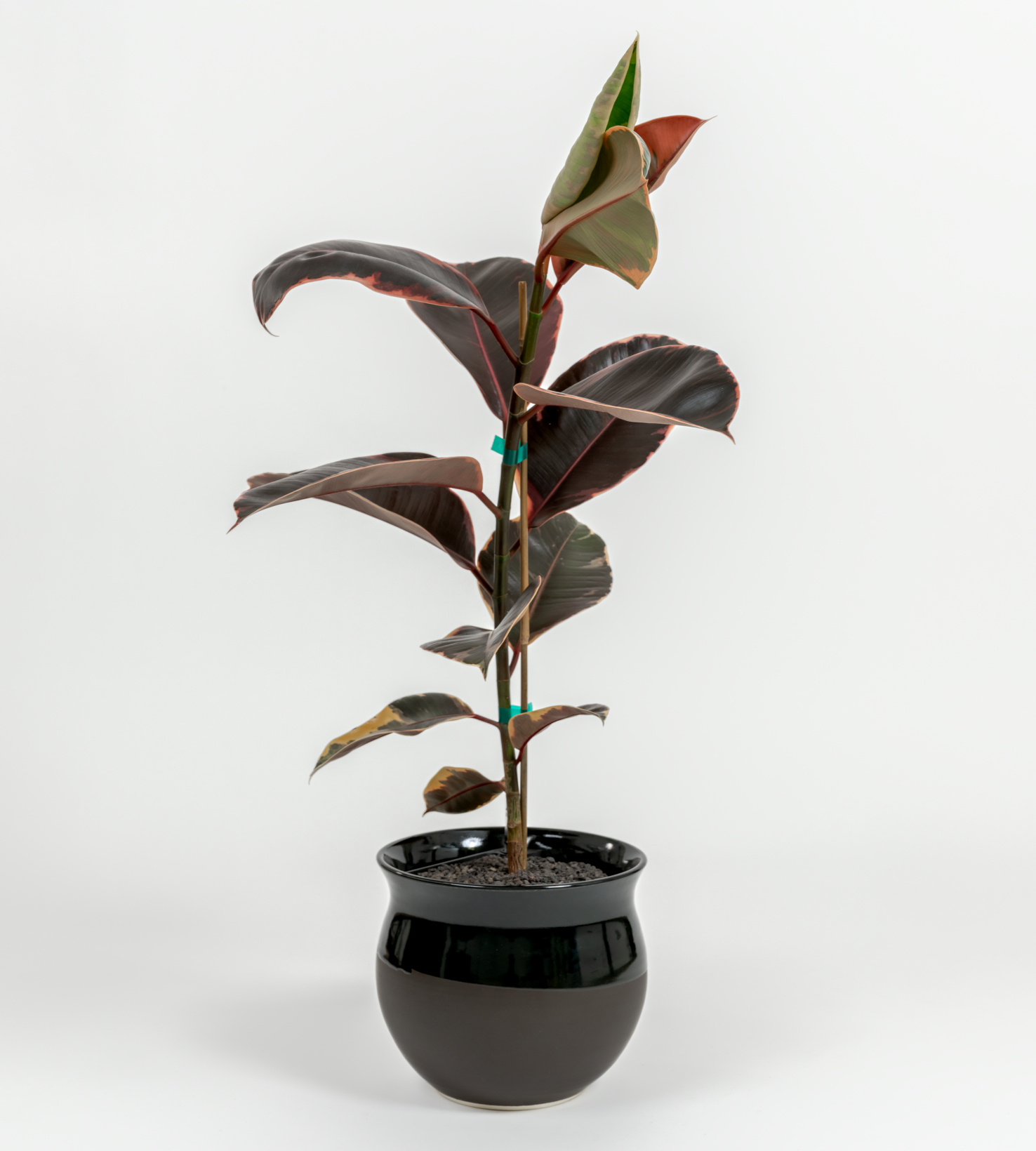 Ficus elastica 'Ruby'