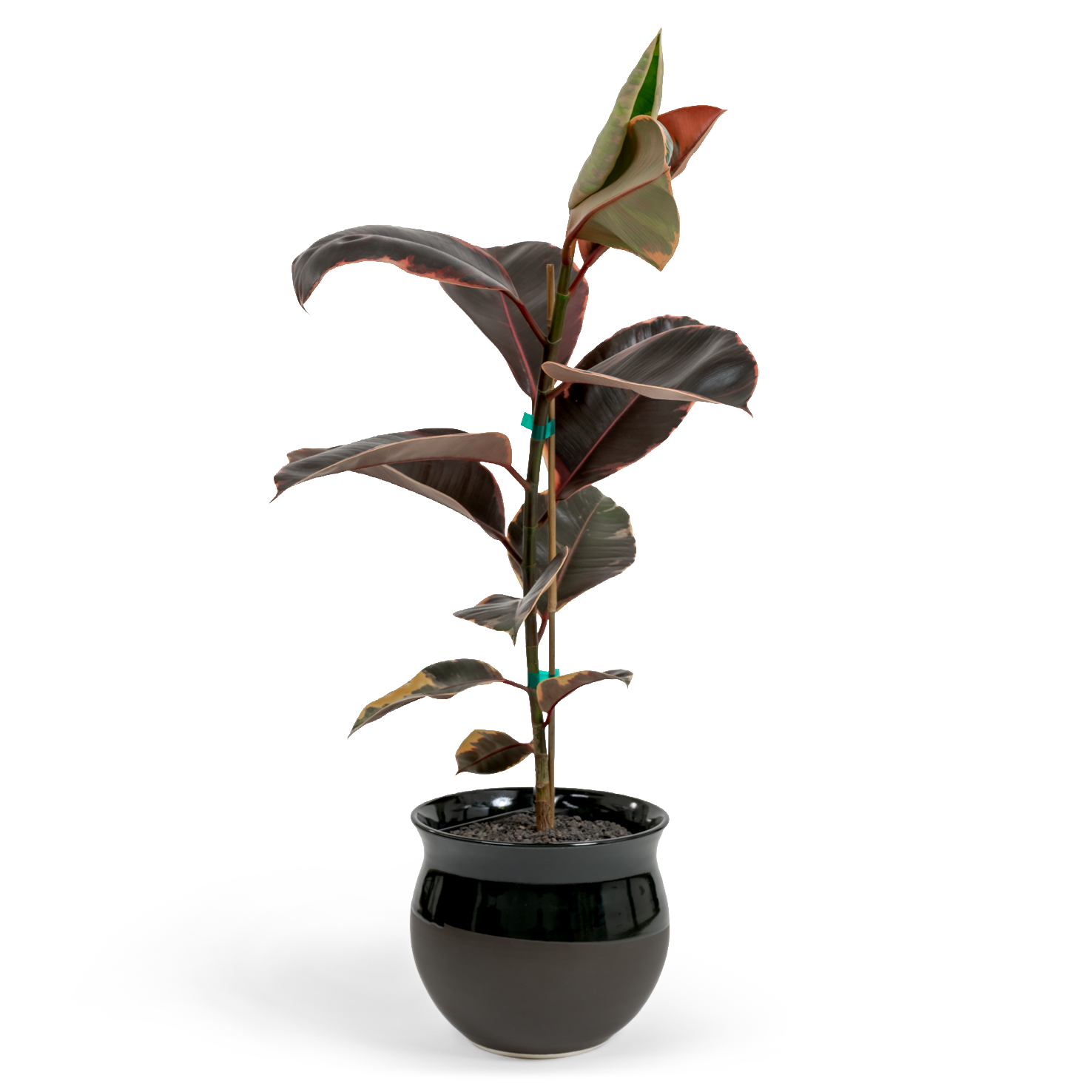 Ruby Rubber Tree