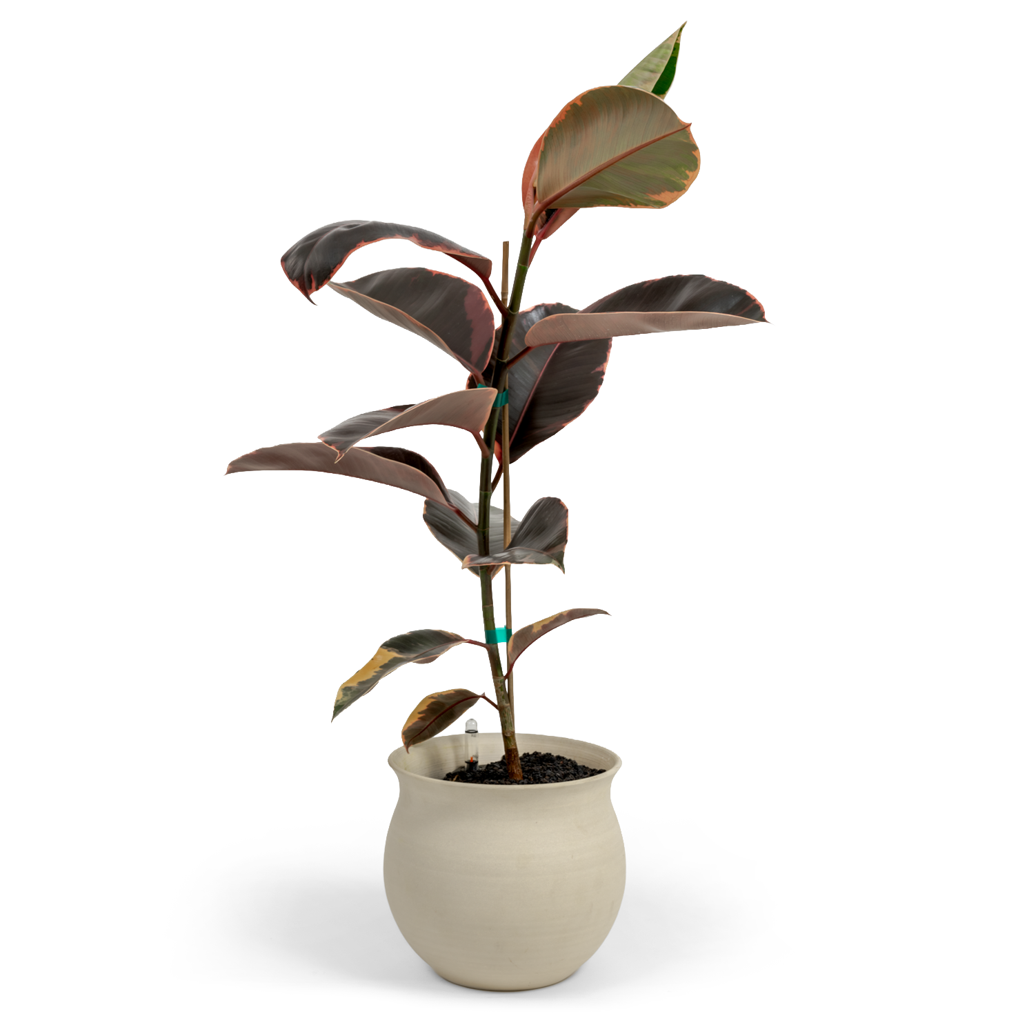 Ruby Rubber Tree
