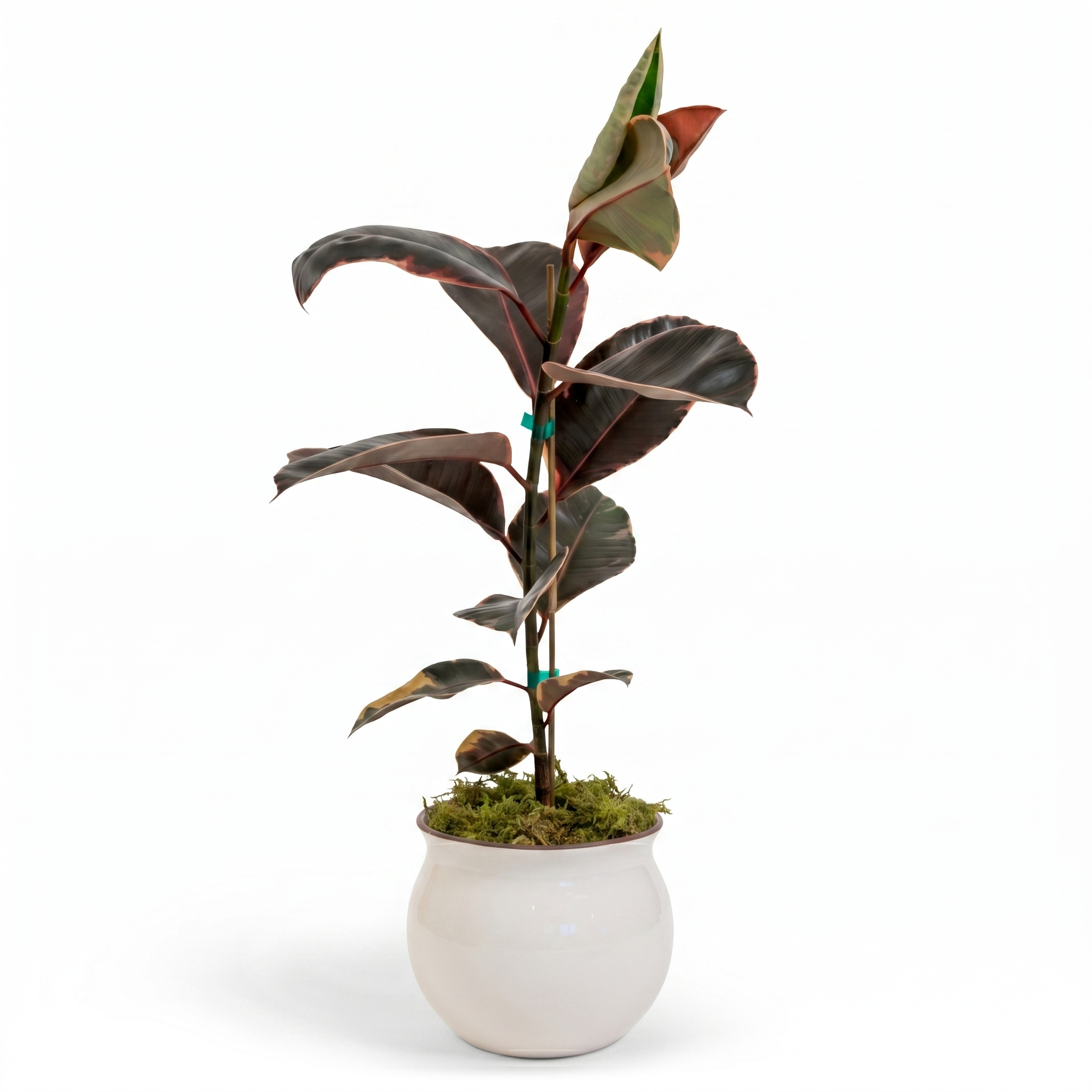Ruby Rubber Tree
