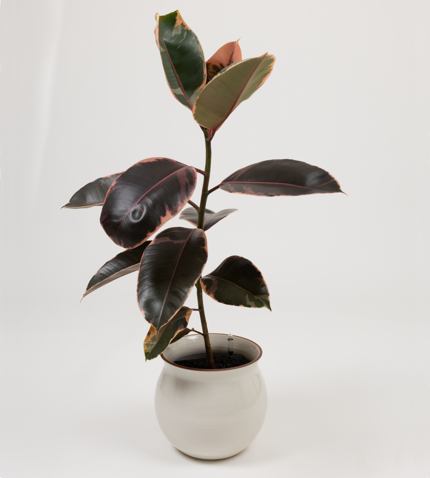 Ficus elastica 'Ruby'