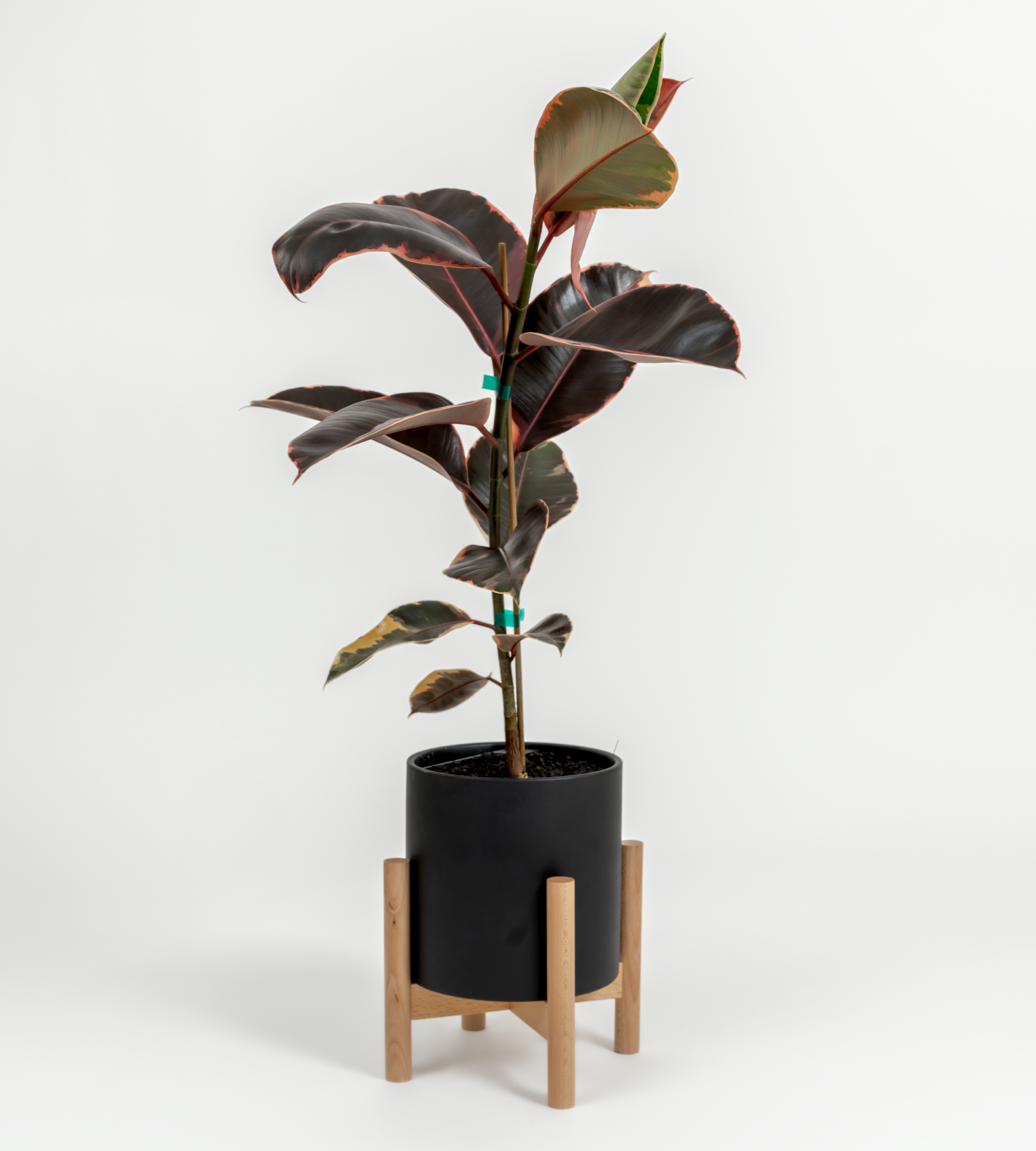 Ficus elastica 'Ruby'