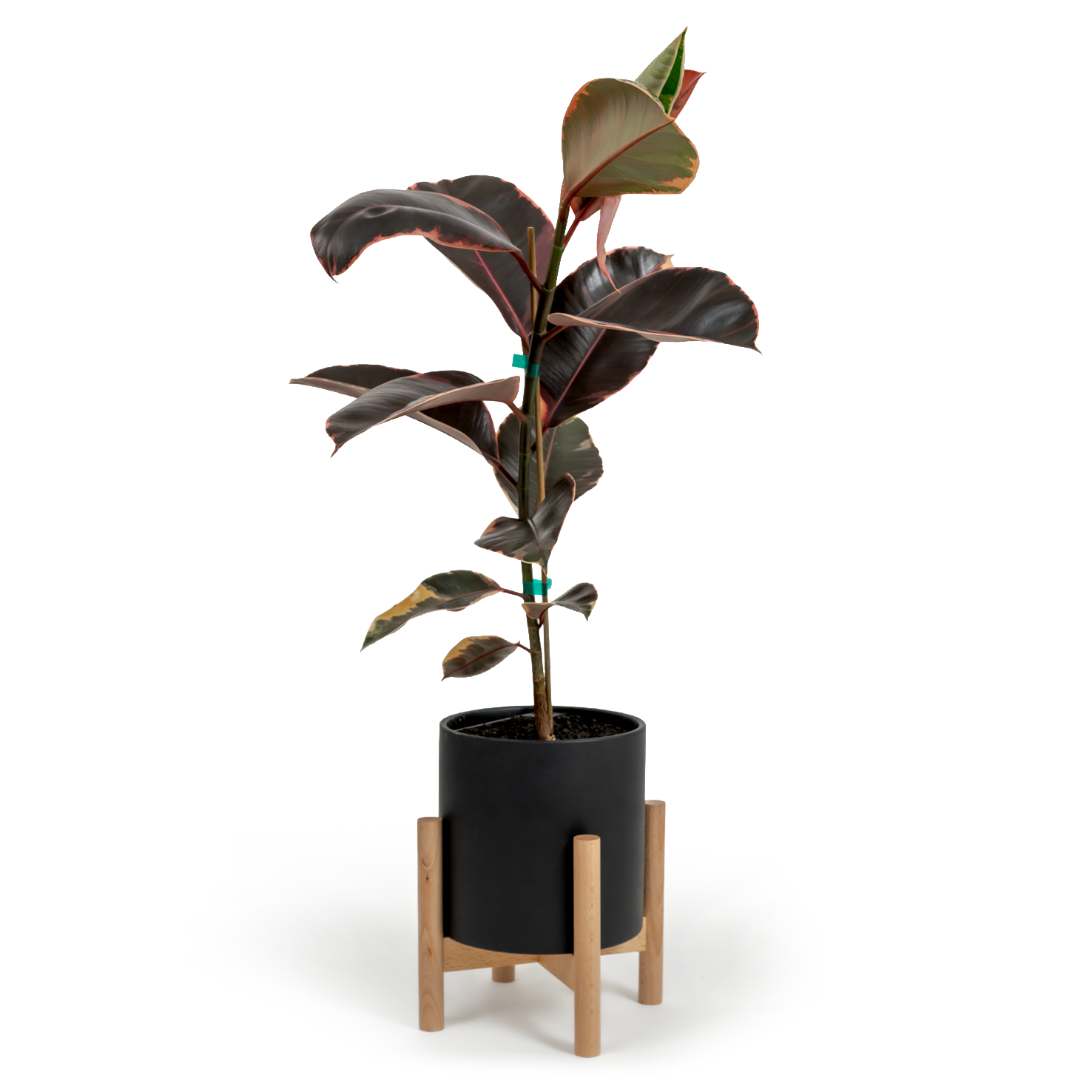 Ruby Rubber Tree