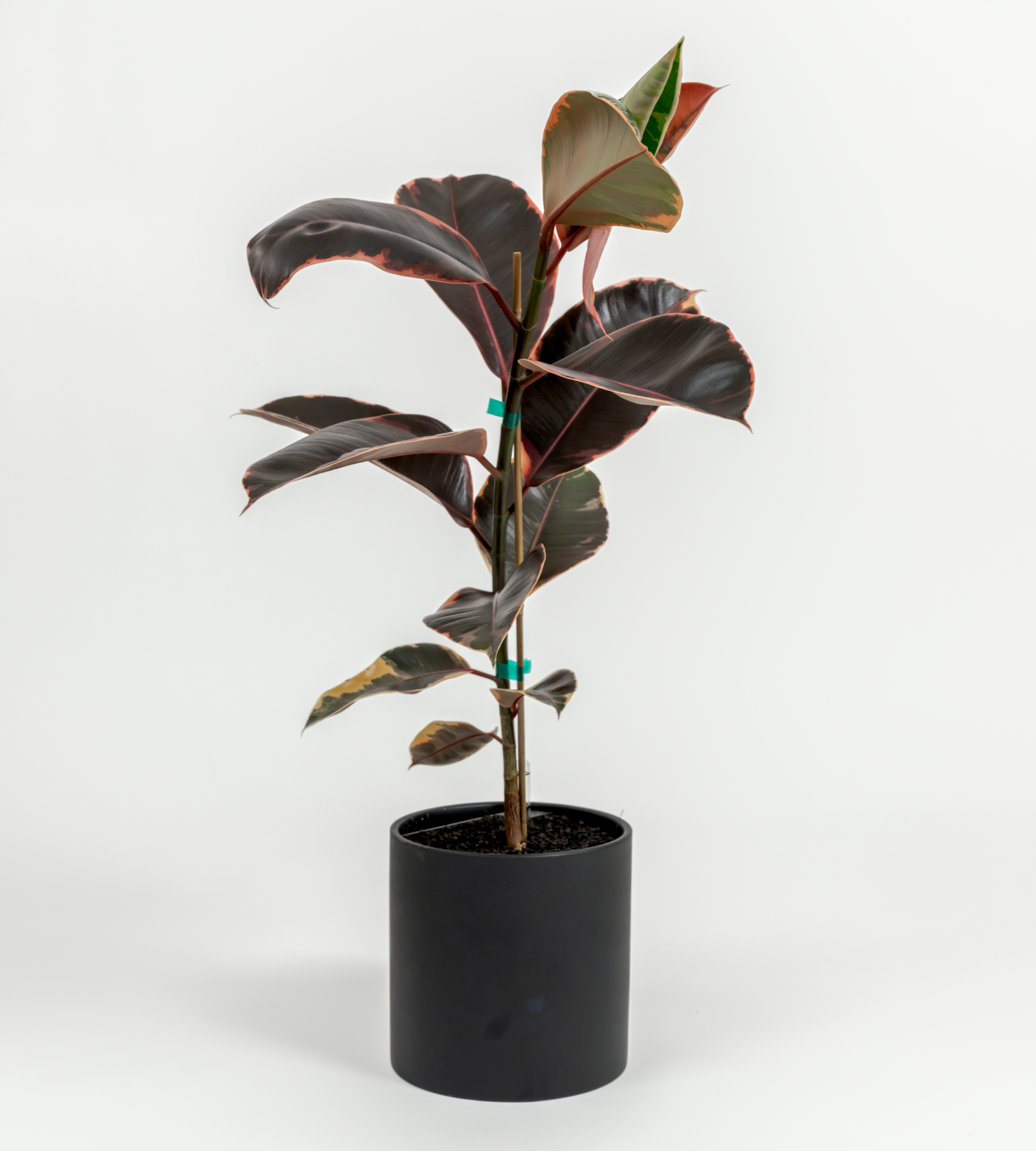 Ficus elastica 'Ruby'
