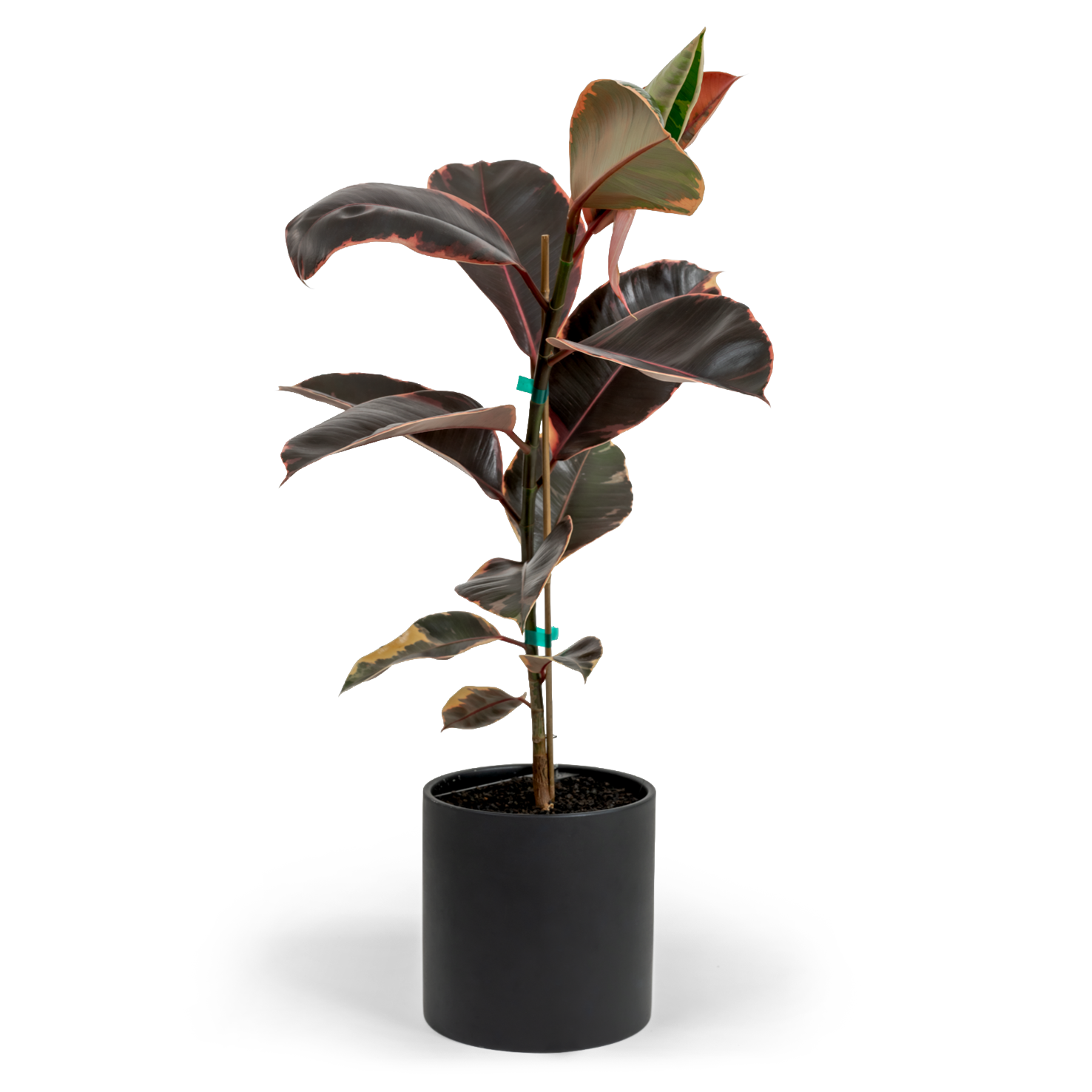 Ruby Rubber Tree