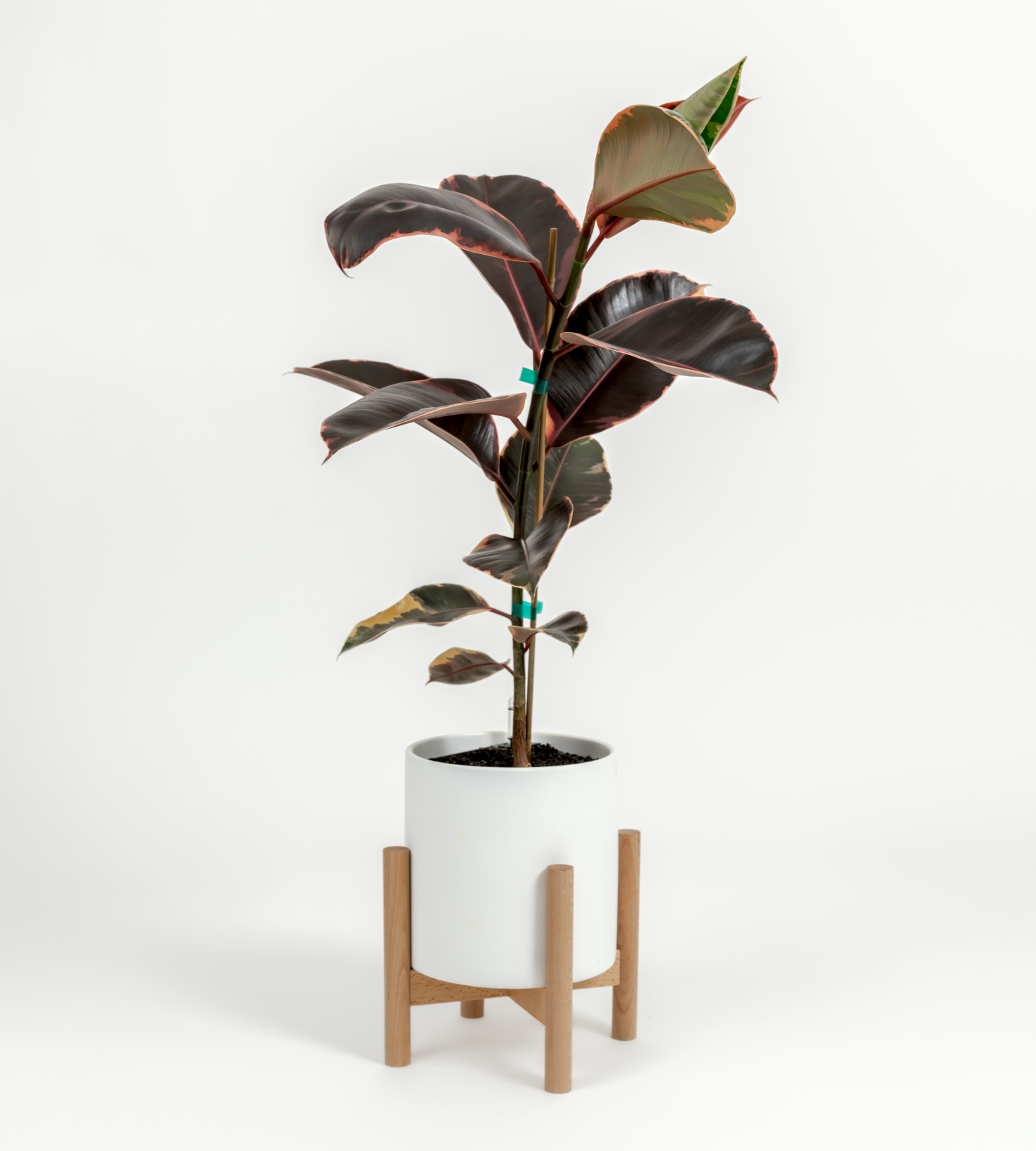 Ficus elastica 'Ruby'