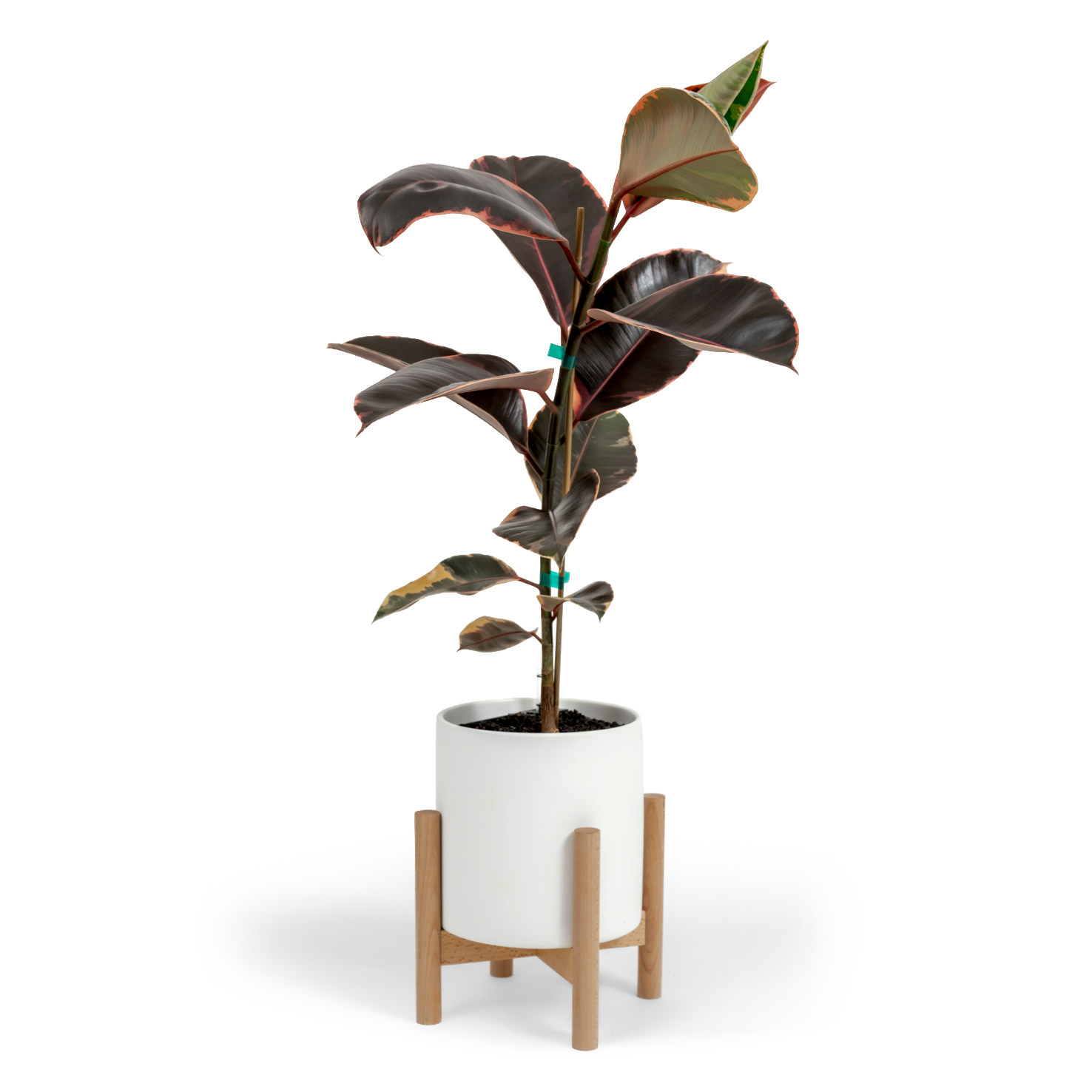 Ruby Rubber Tree