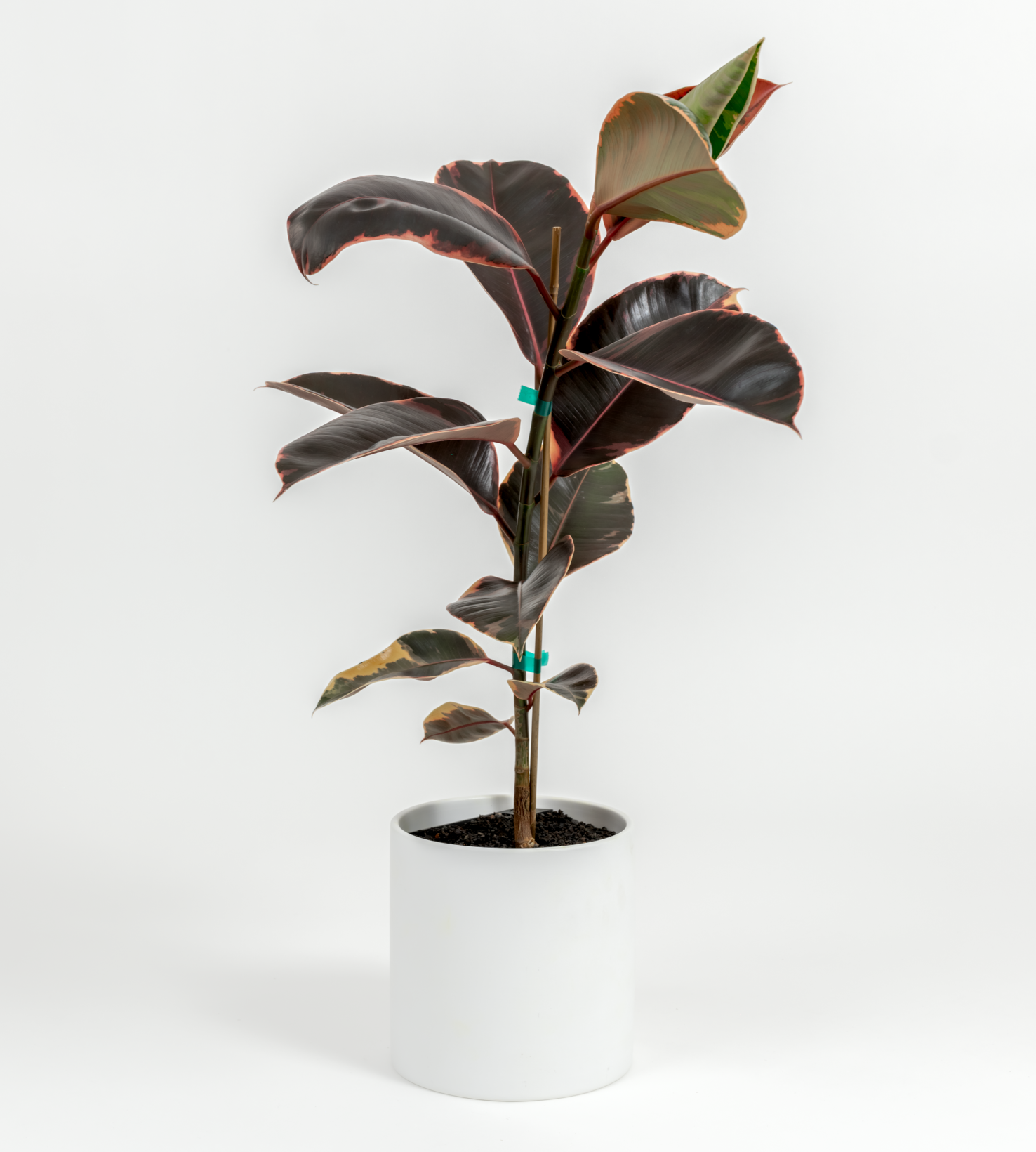 Ficus elastica 'Ruby'