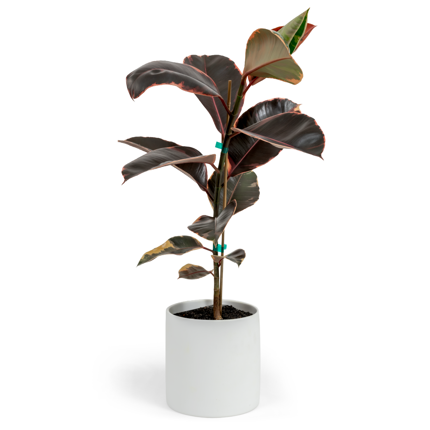 Ruby Rubber Tree