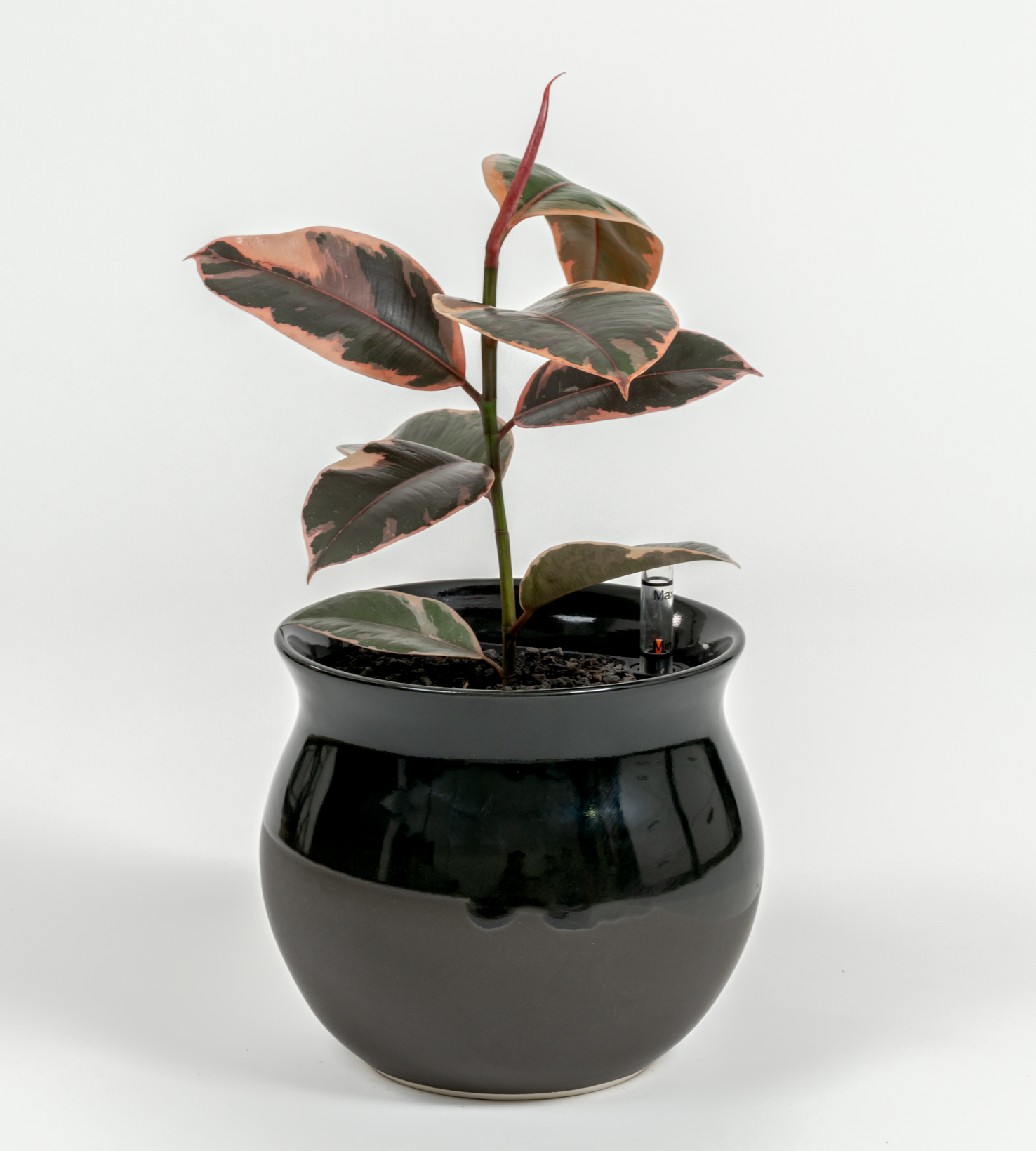 Ficus elastica 'Ruby'