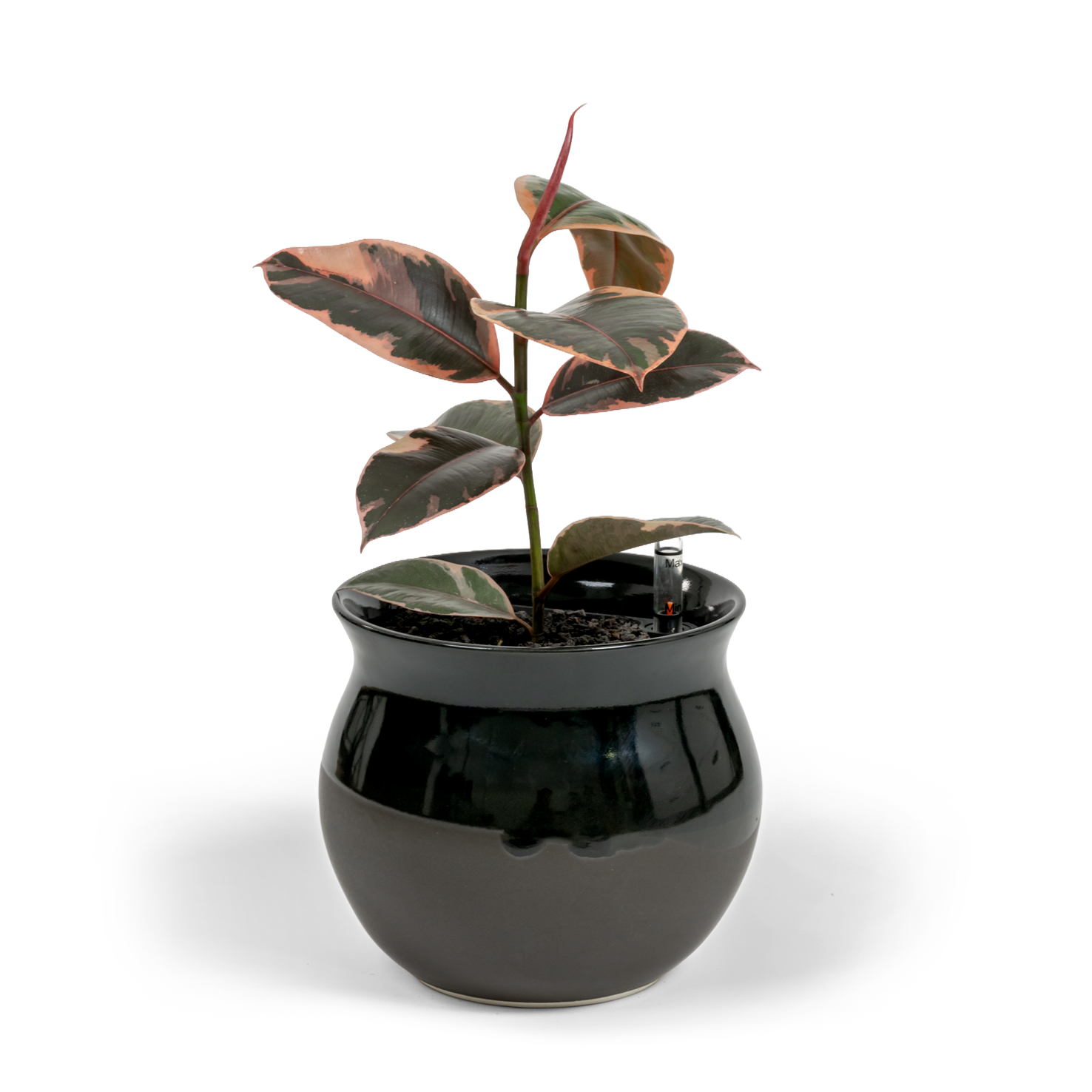 Ruby Rubber Tree