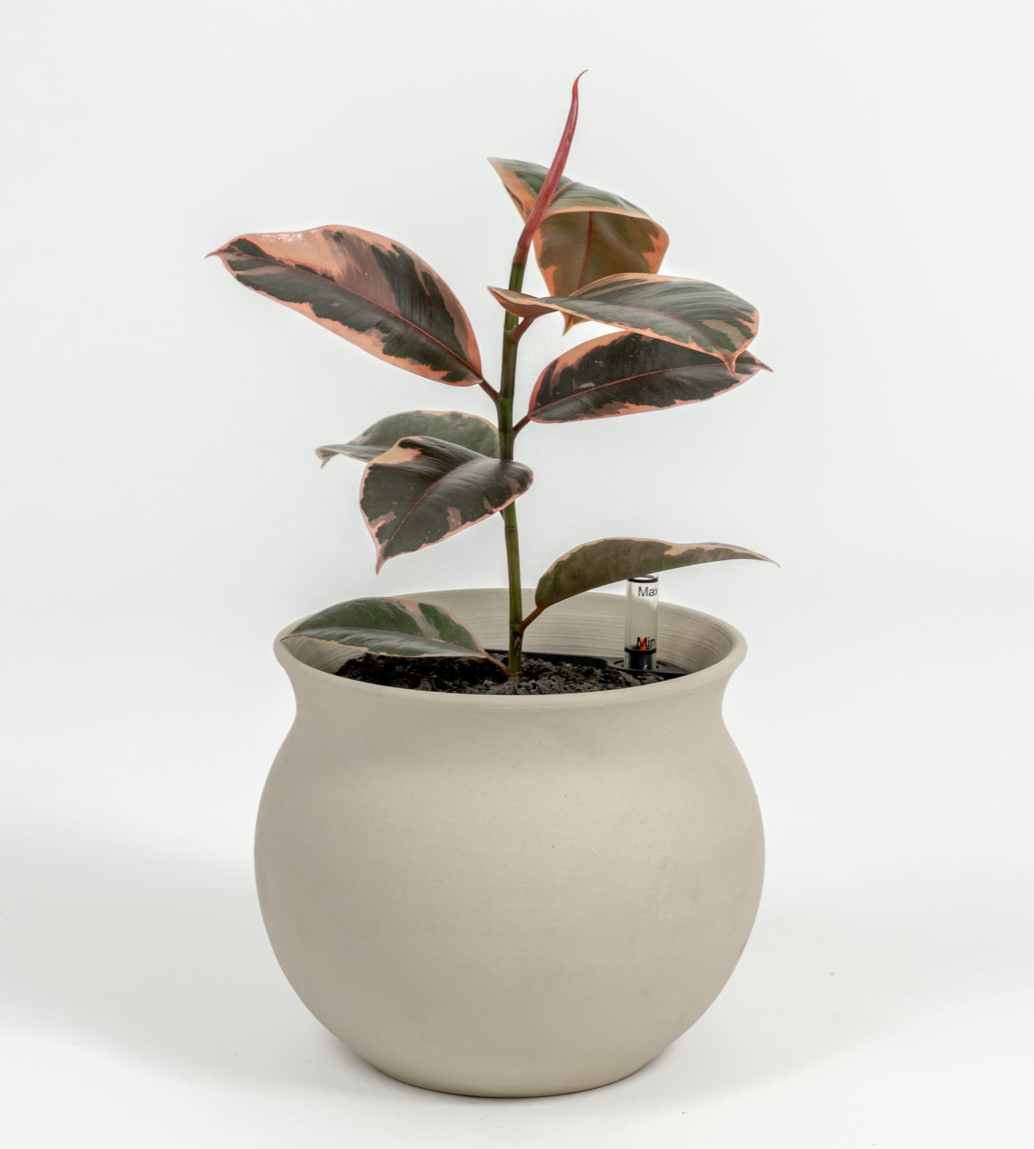 Ficus elastica 'Ruby'