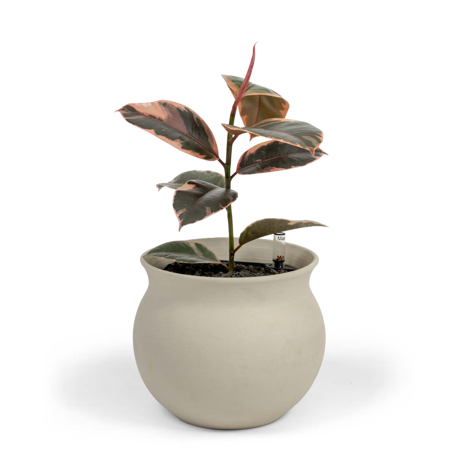 Ruby Rubber Tree