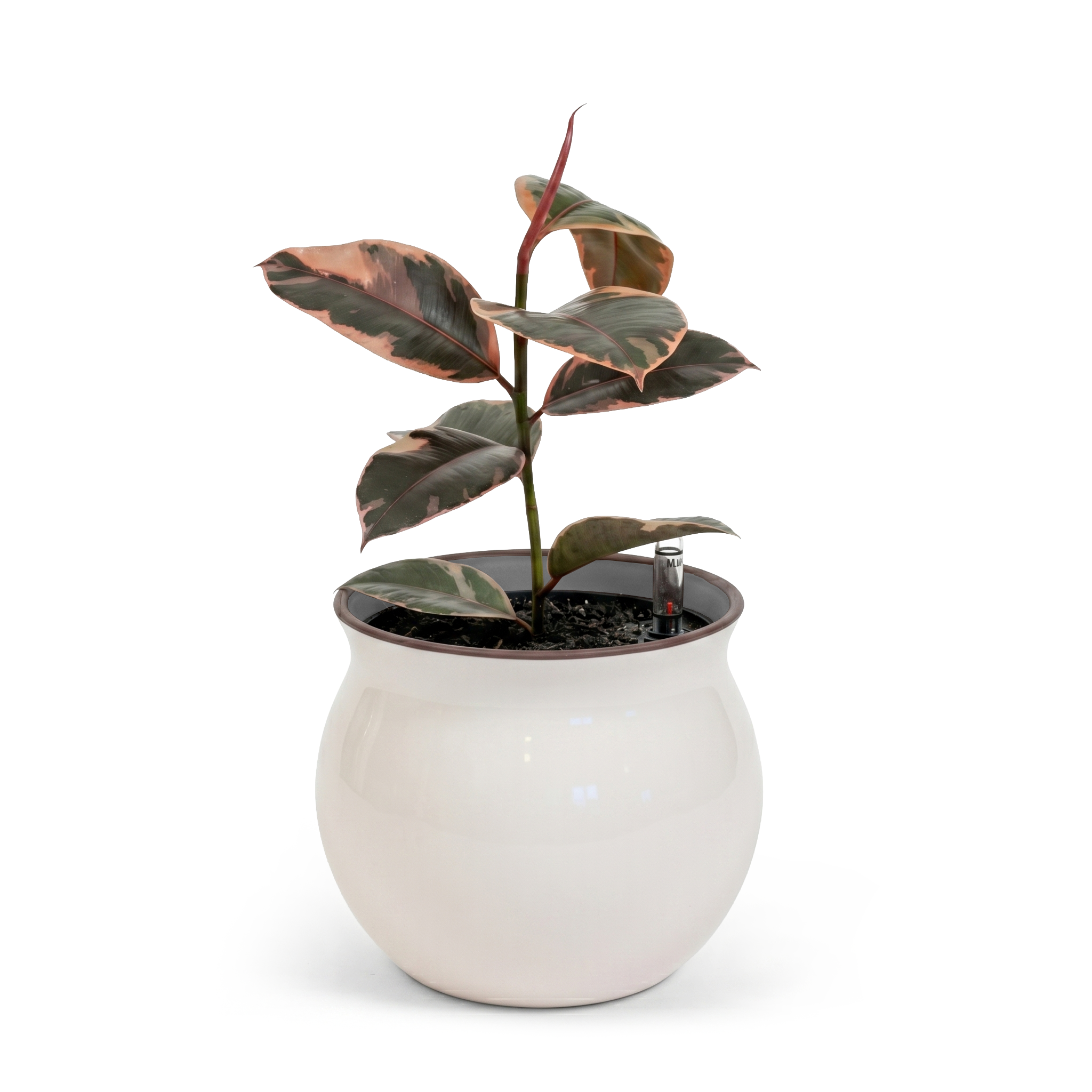 Ruby Rubber Tree