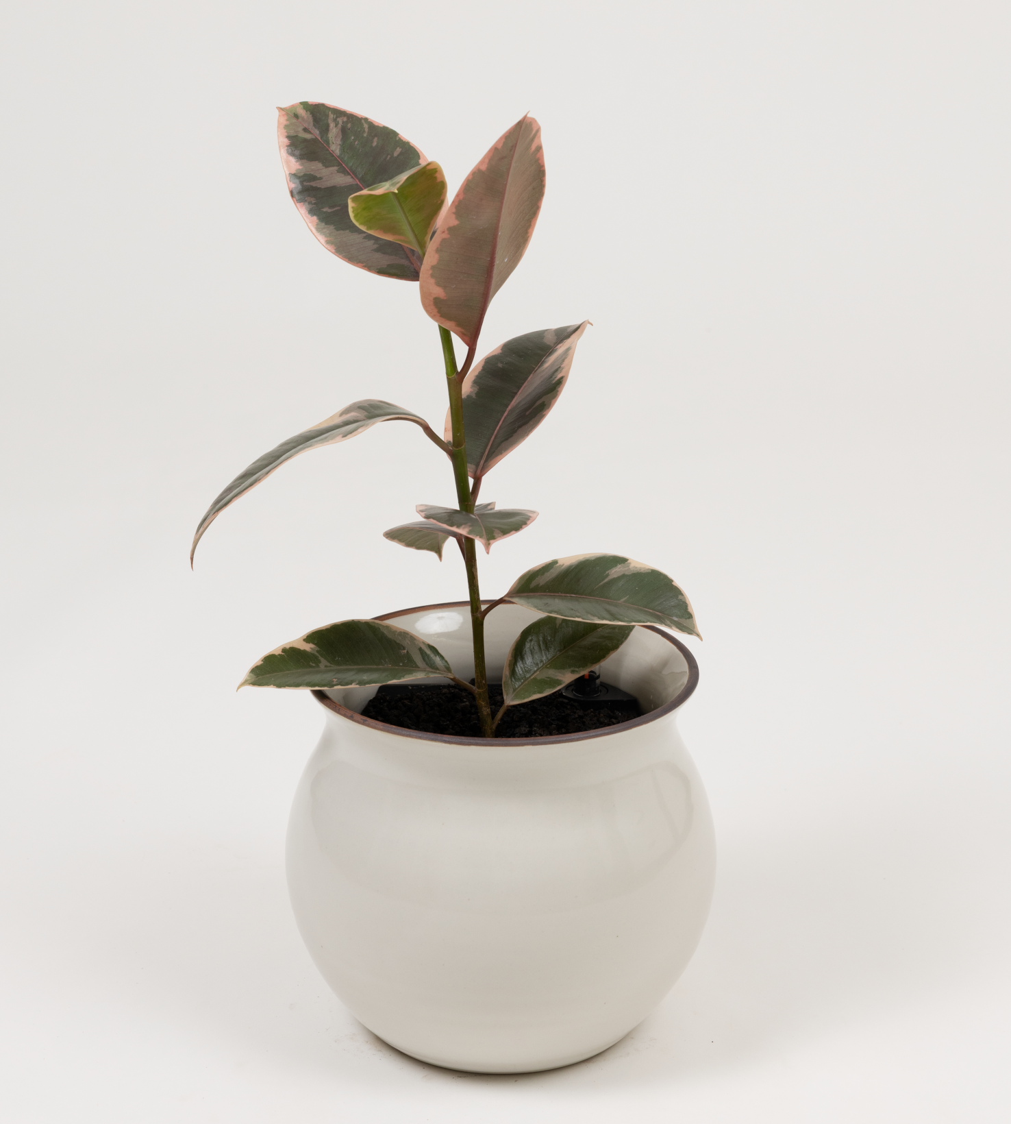 Ficus elastica 'Ruby'