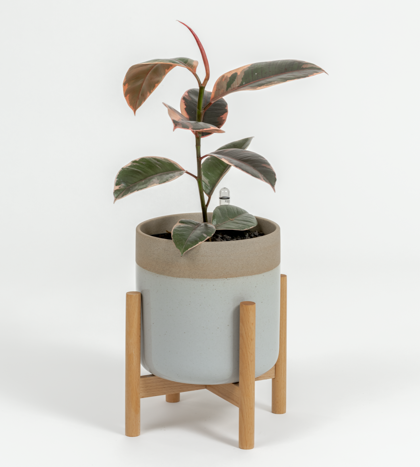 Ficus elastica 'Ruby'