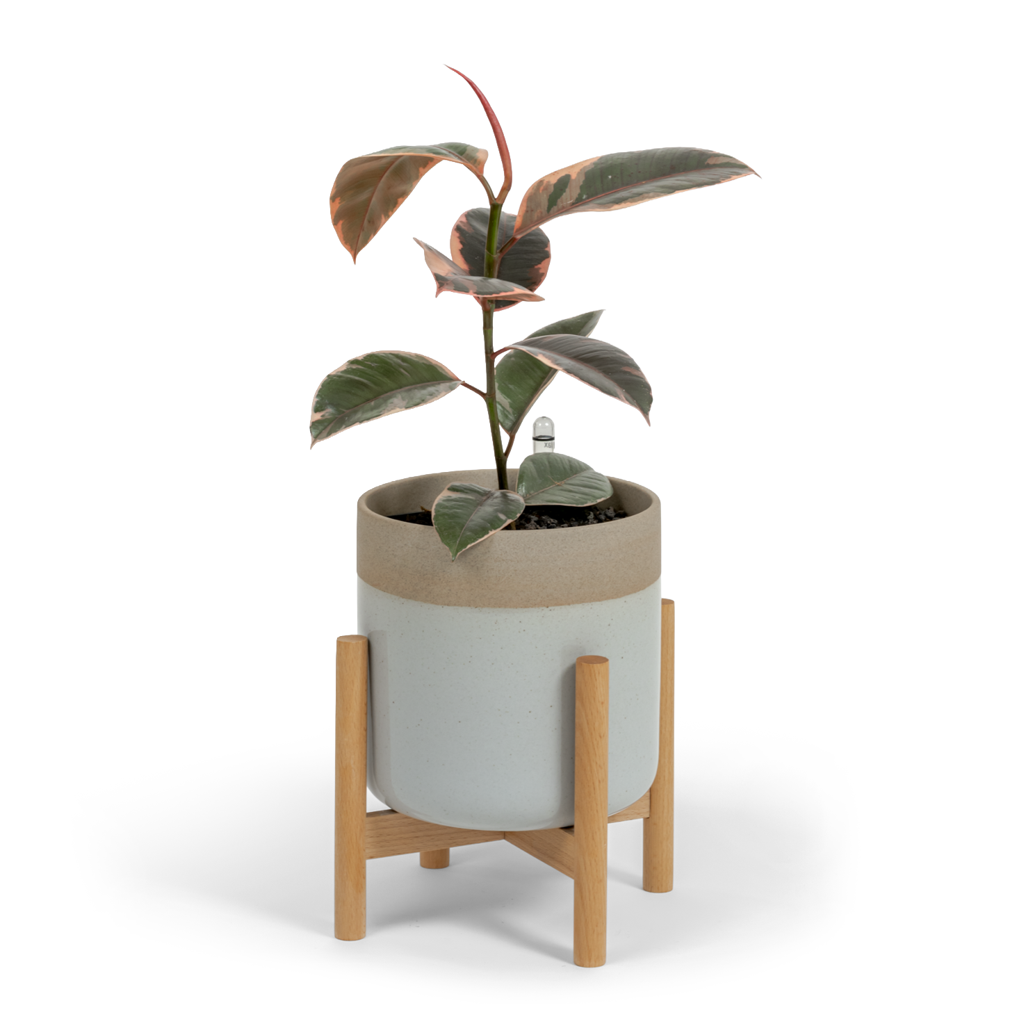 Ruby Rubber Tree
