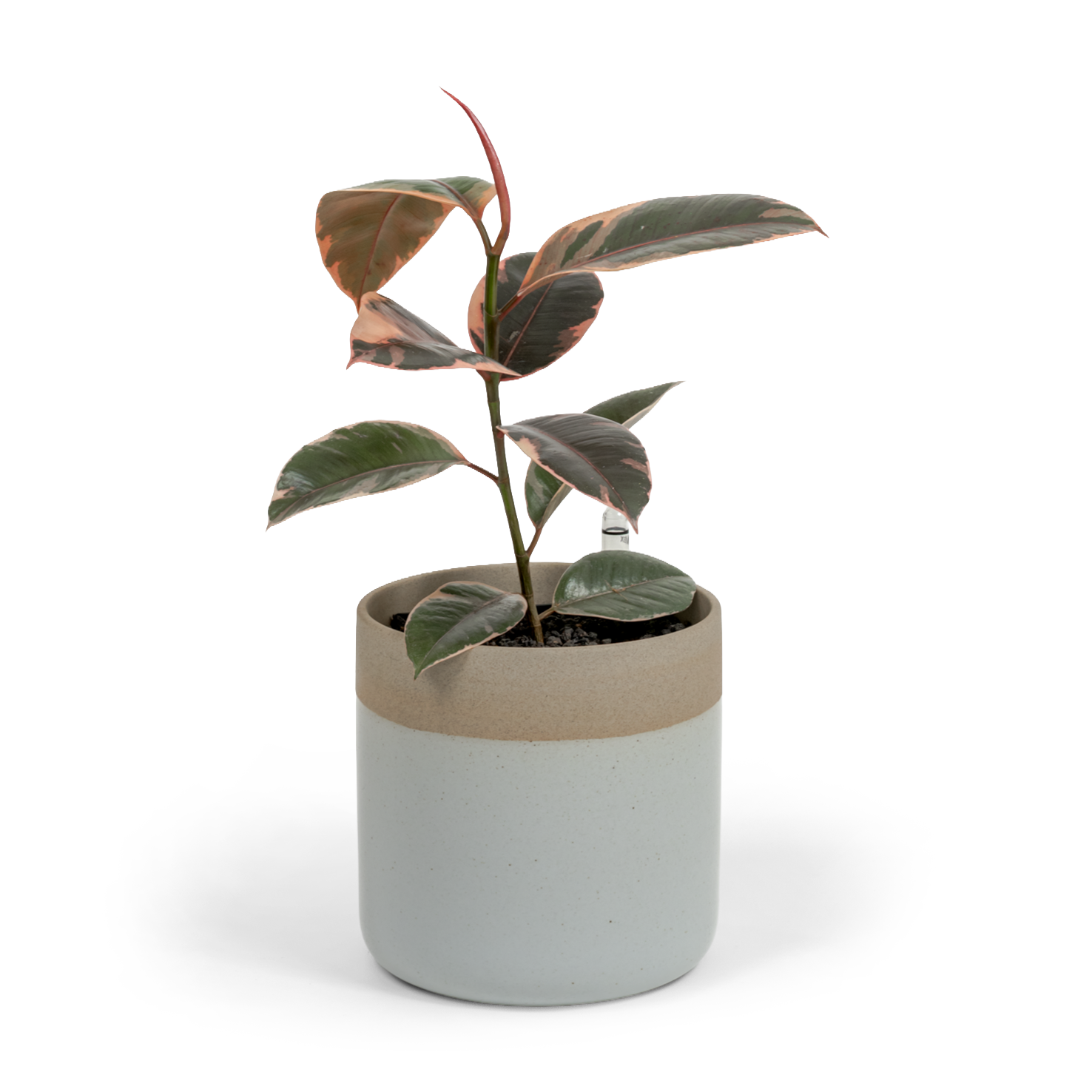 Ruby Rubber Tree
