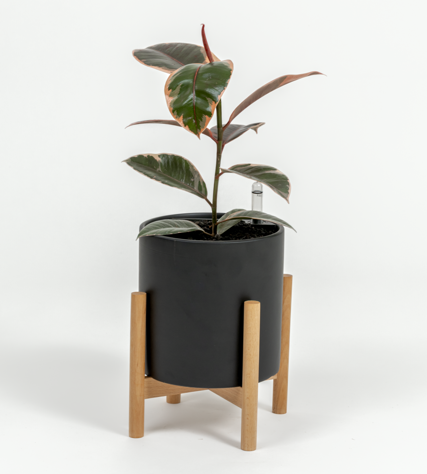 Ficus elastica 'Ruby'