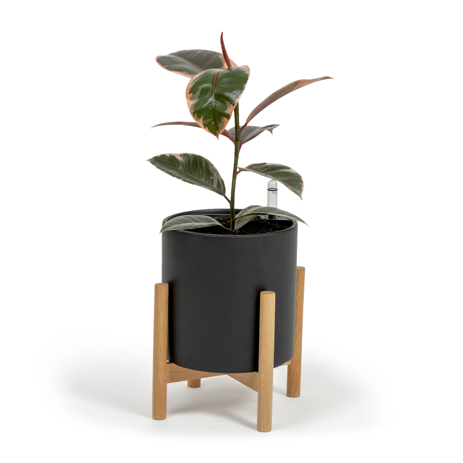Ruby Rubber Tree
