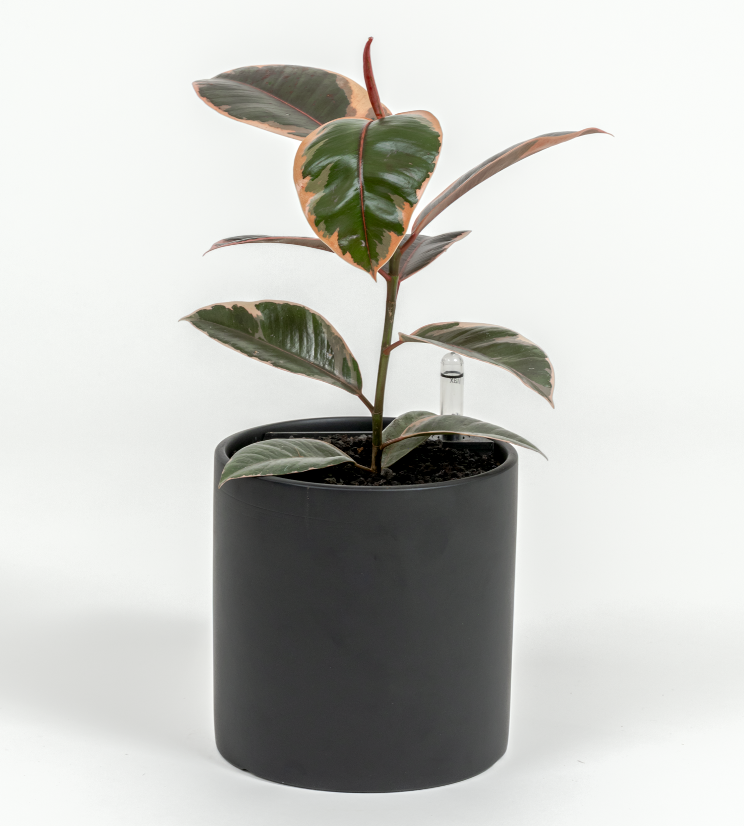 Ficus elastica 'Ruby'