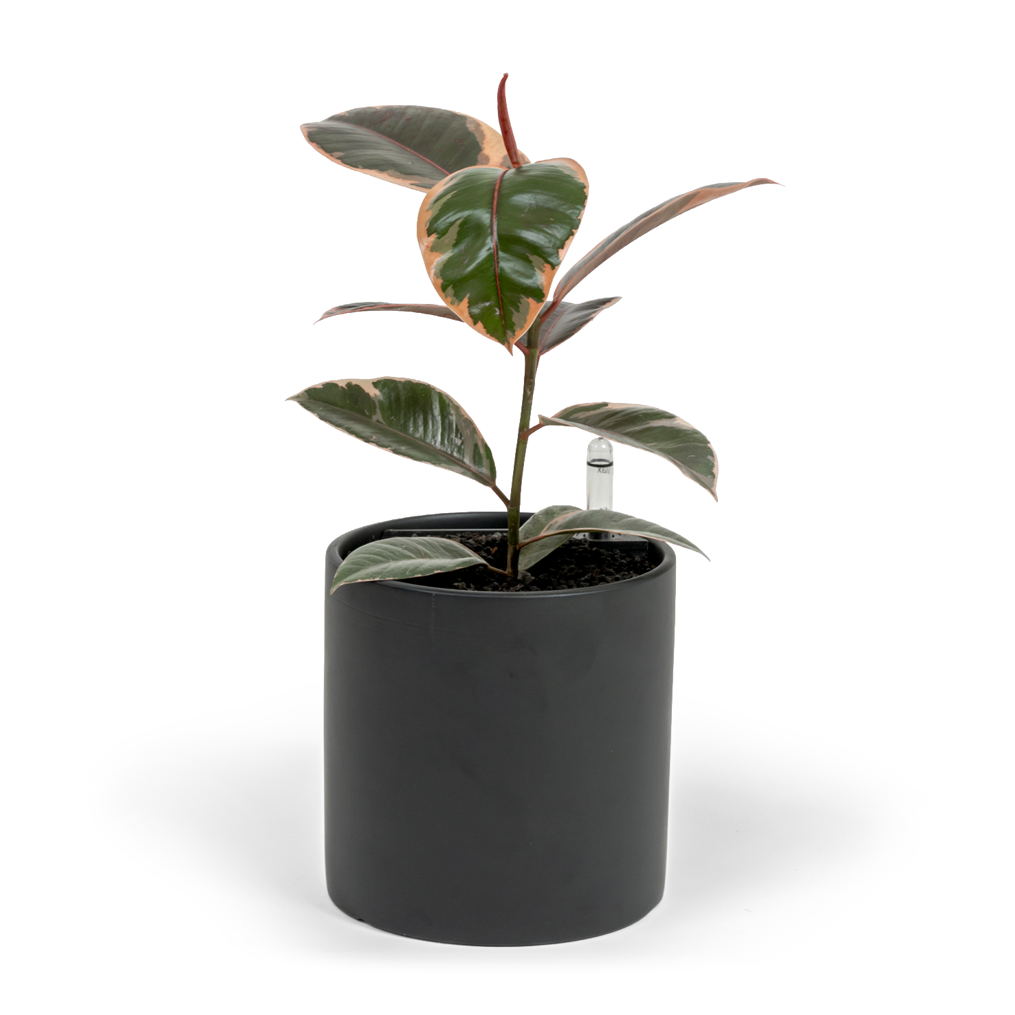 Ruby Rubber Tree