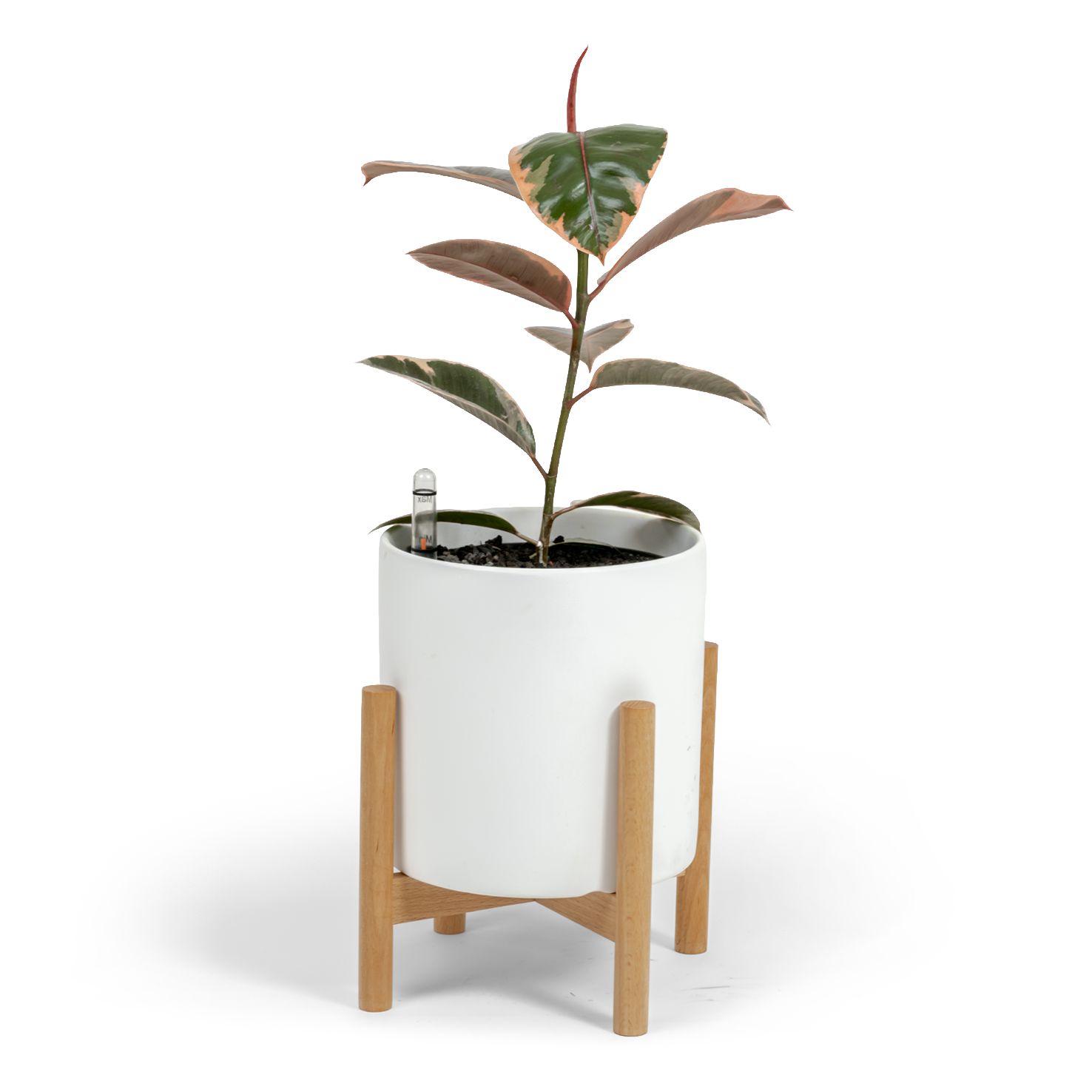 Ruby Rubber Tree