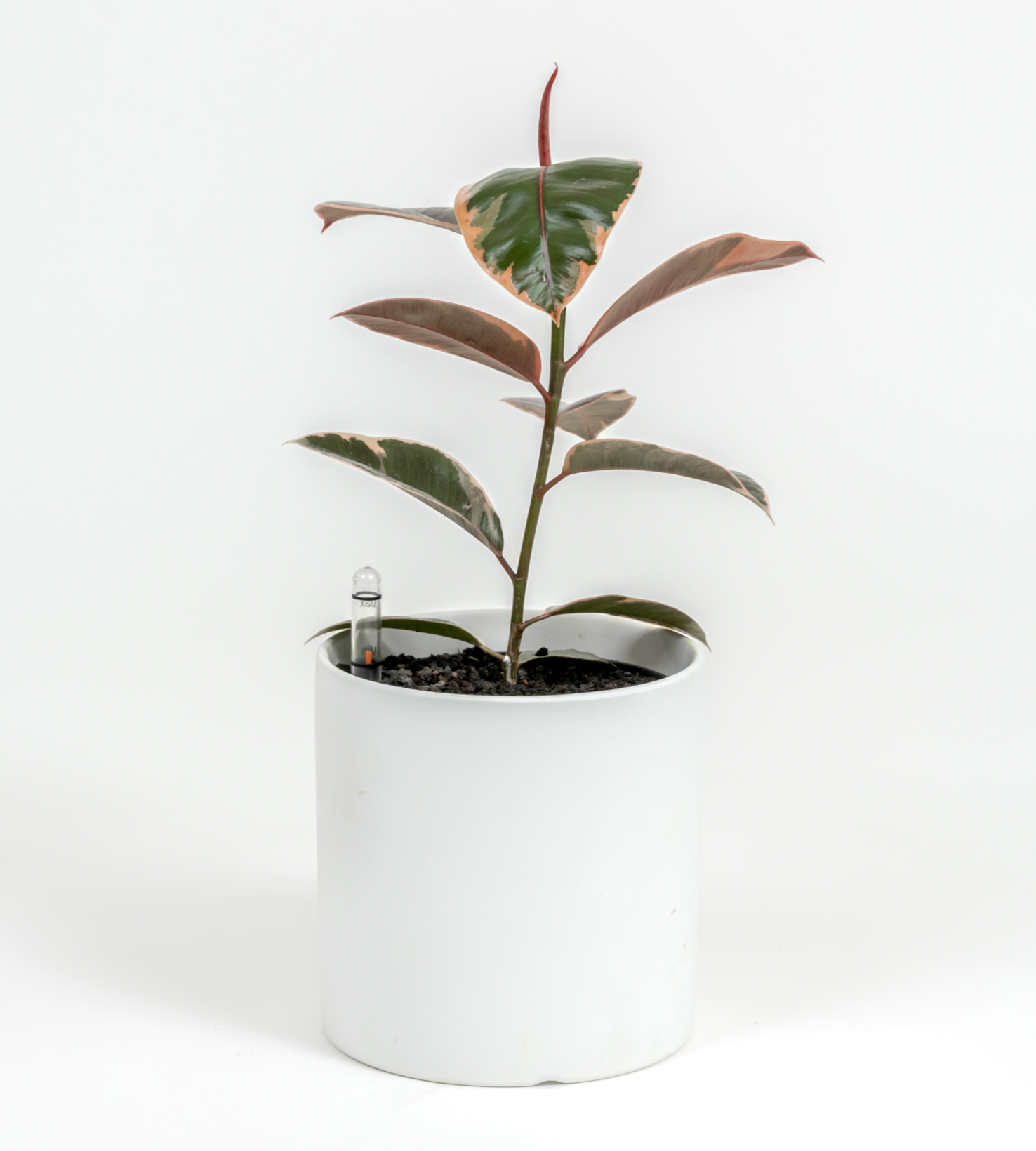 Ficus elastica 'Ruby'