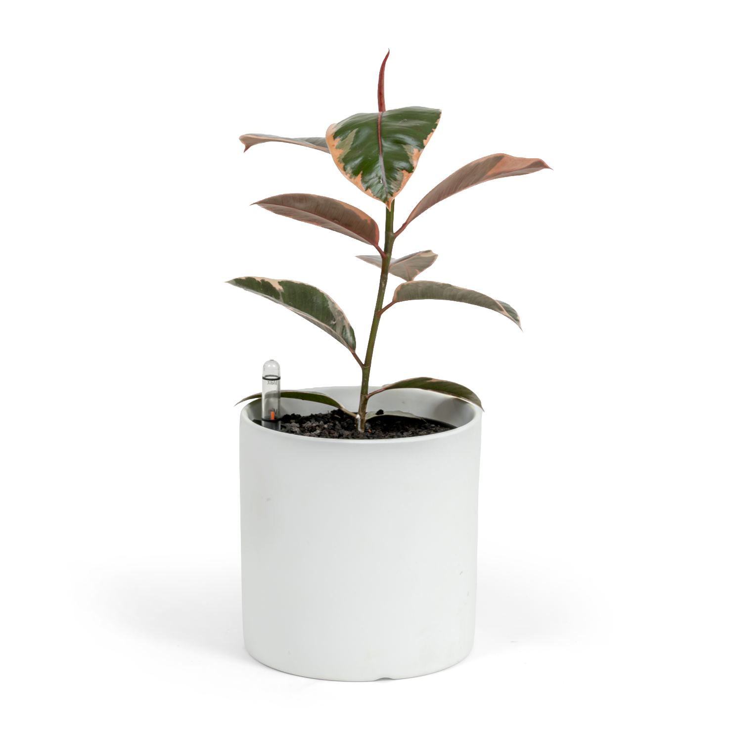 Ruby Rubber Tree