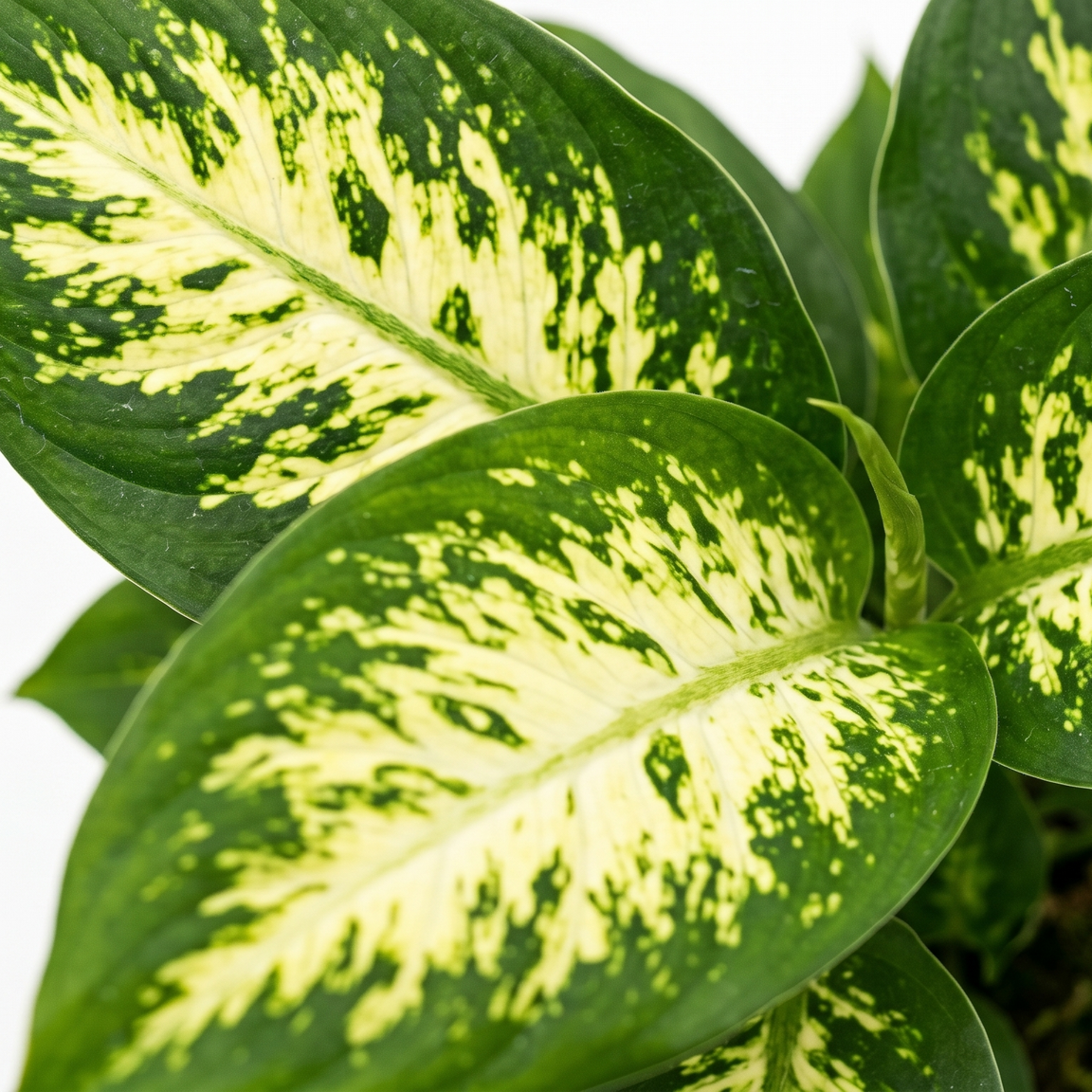 Leopard Lily