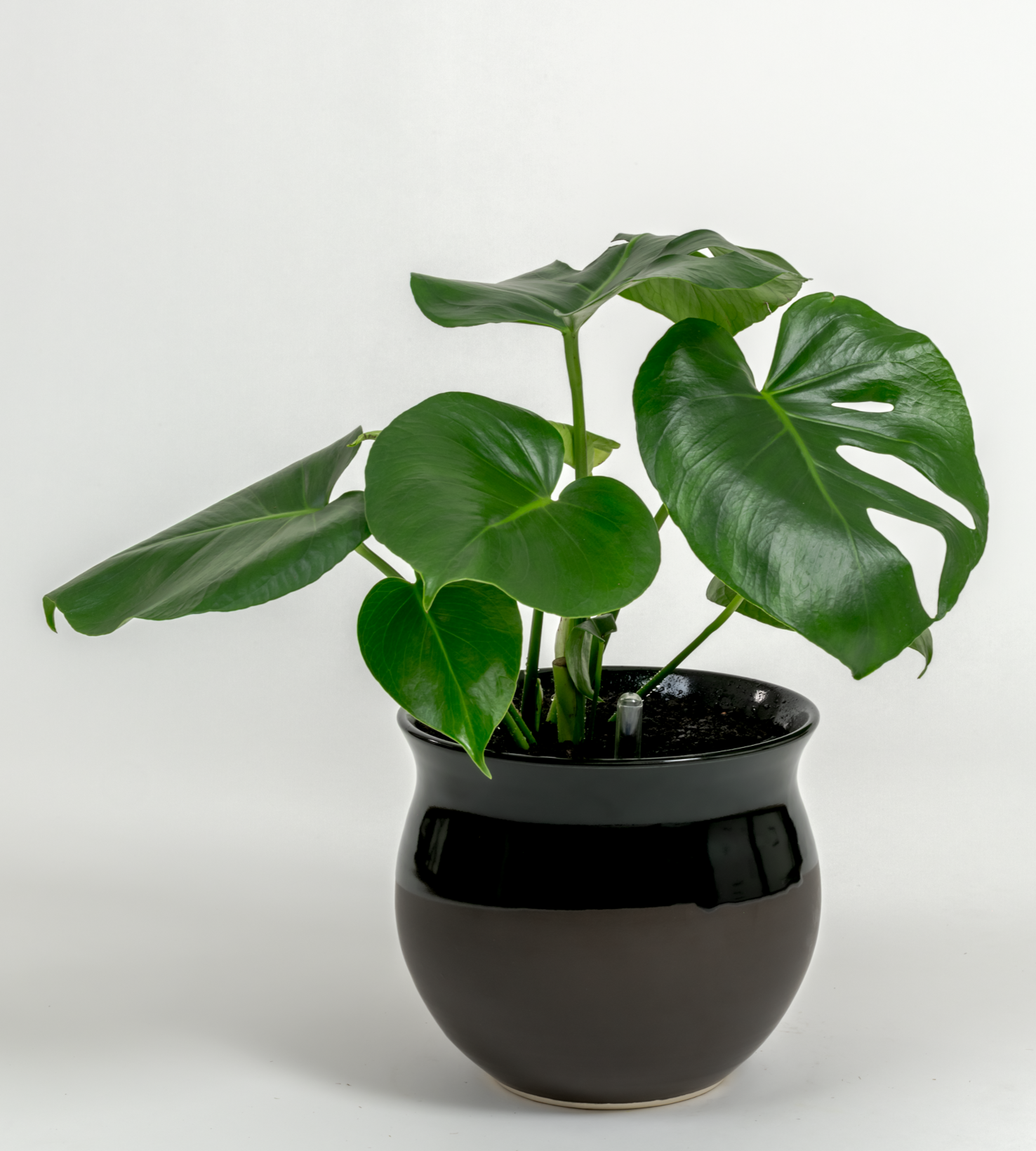Monstera deliciosa