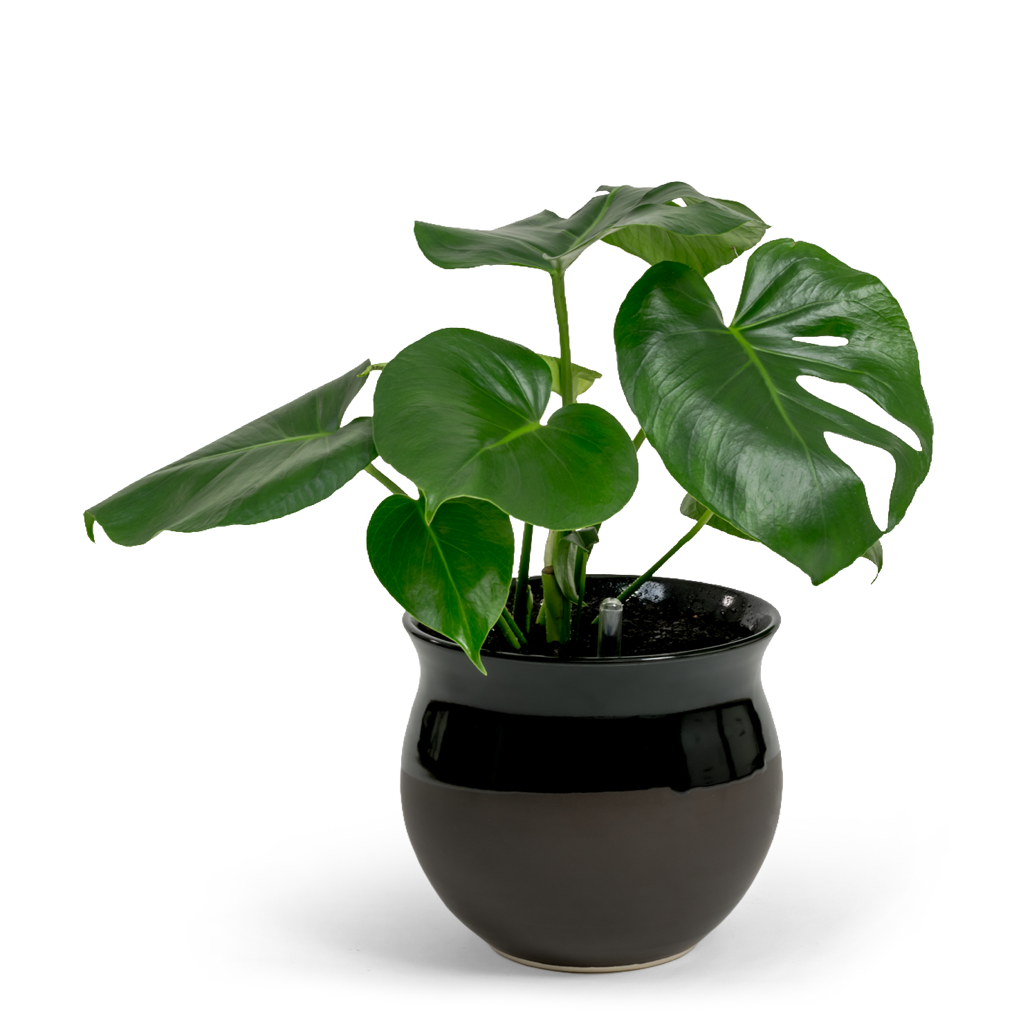 Swiss Cheese Plant