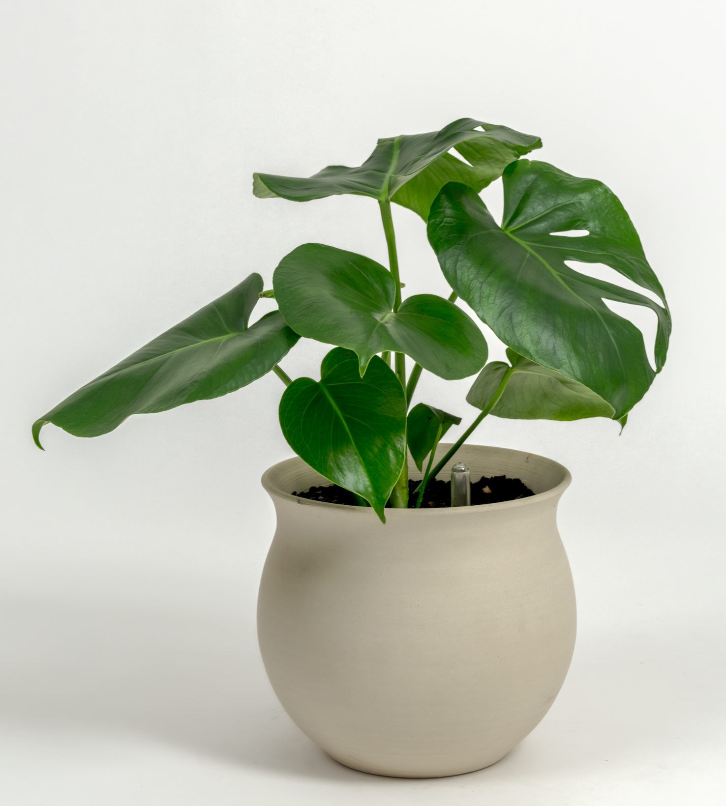 Monstera deliciosa