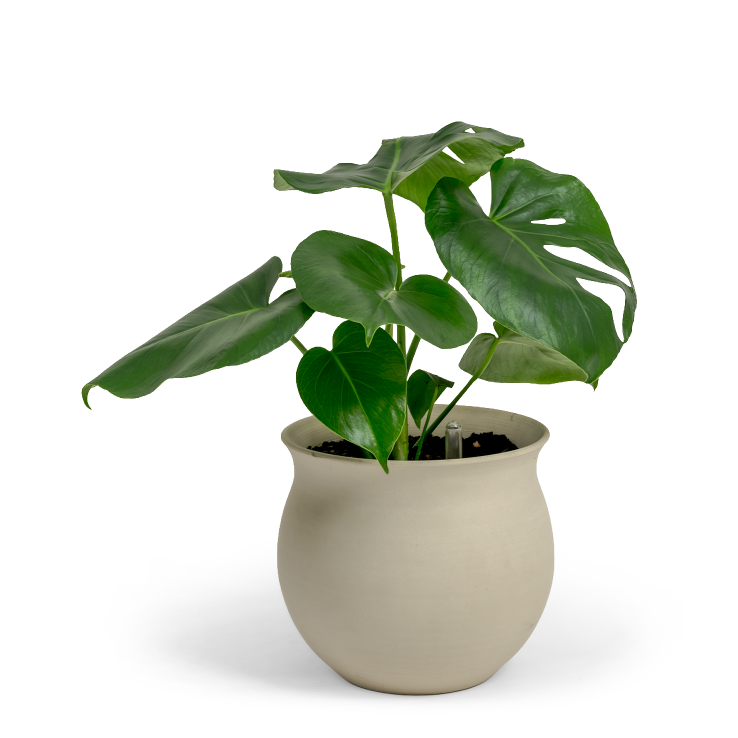 Swiss Cheese Plant