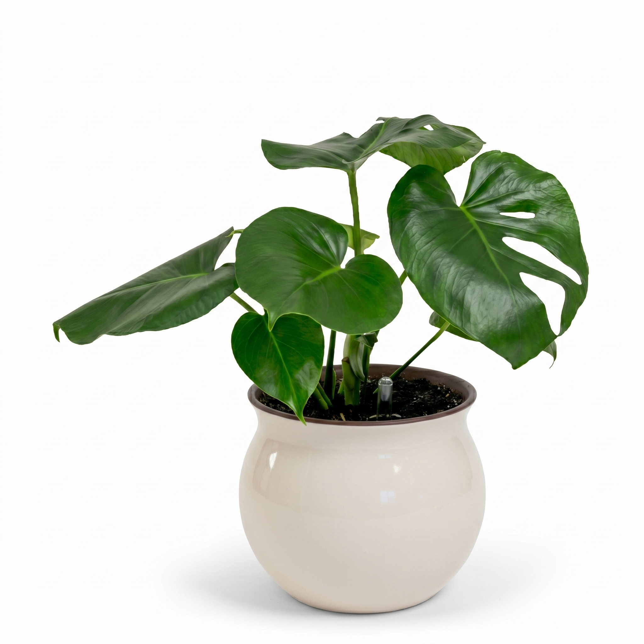 Swiss Cheese Plant