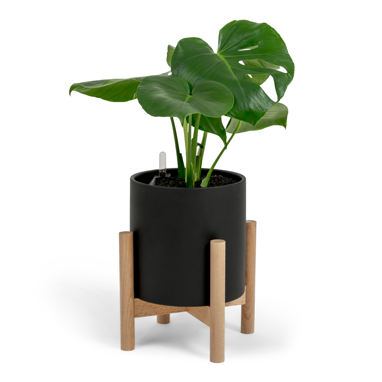 Swiss Cheese Plant