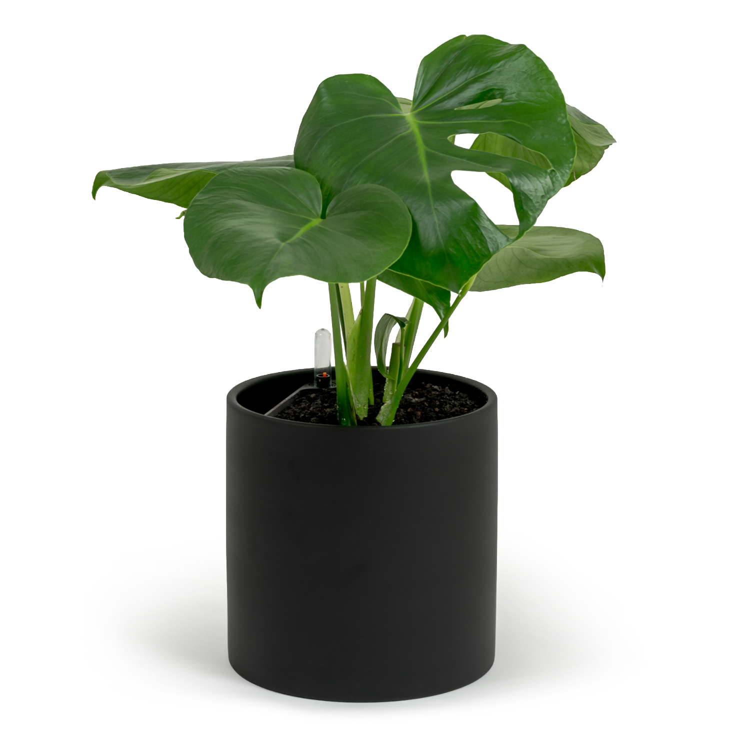 Swiss Cheese Plant