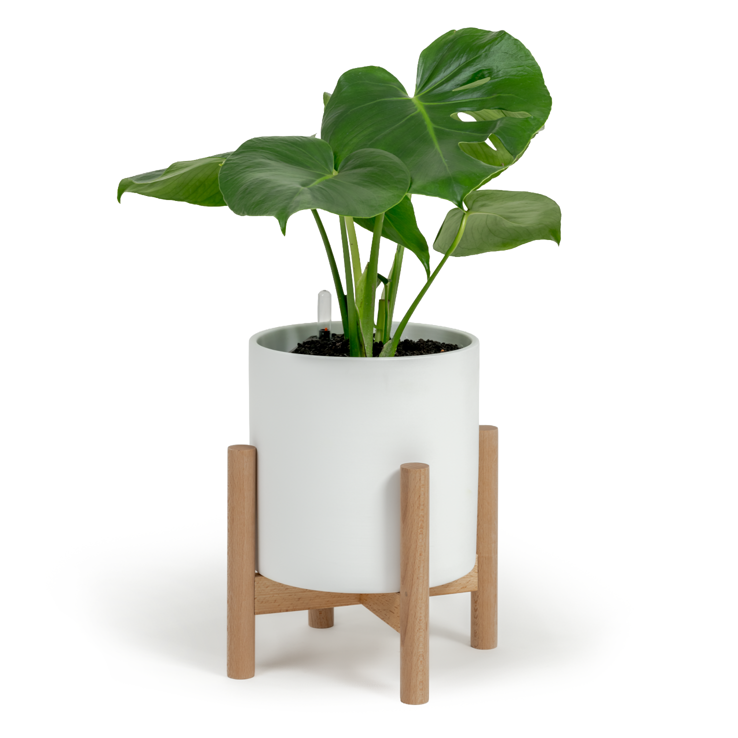 Swiss Cheese Plant