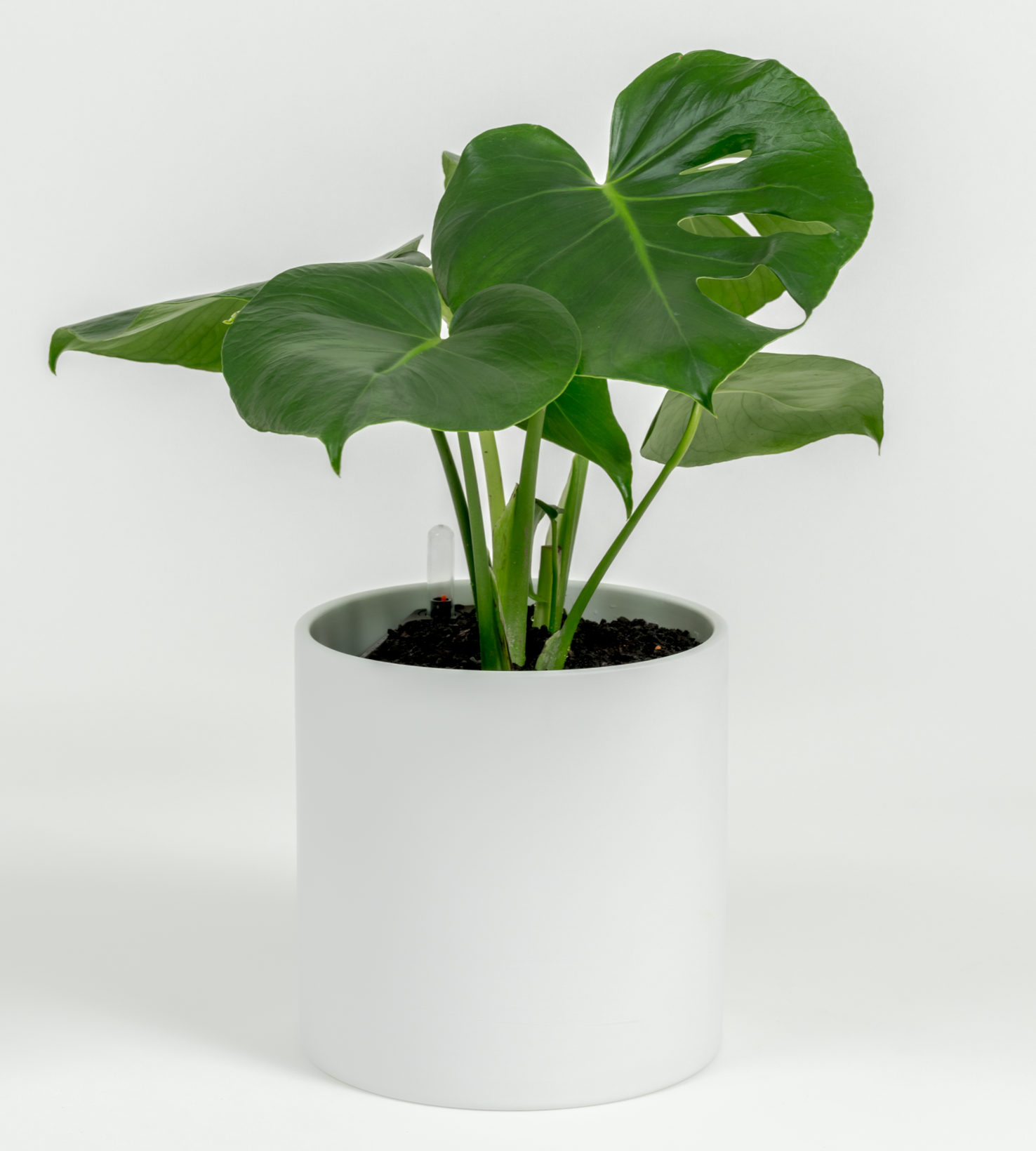 Monstera deliciosa