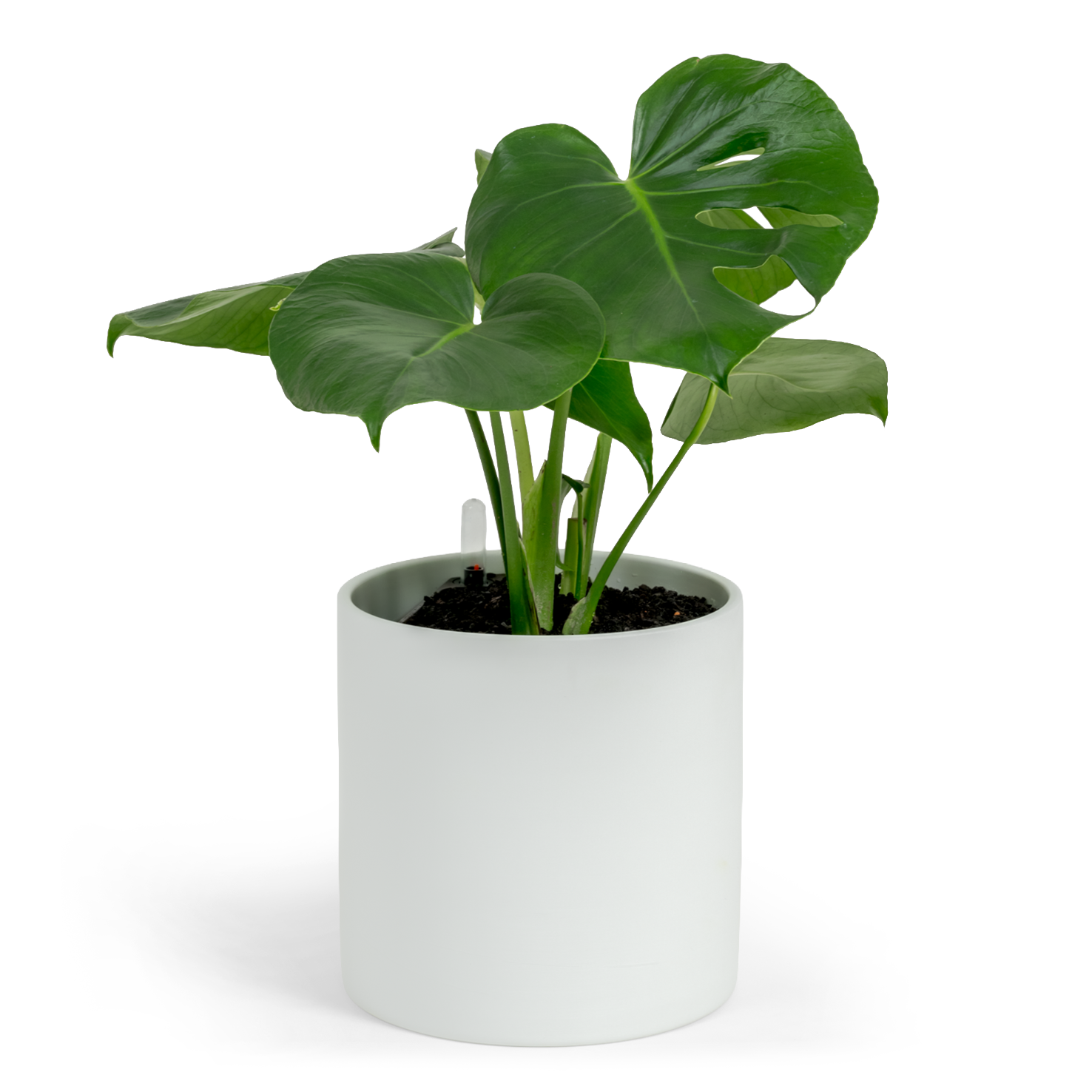 Swiss Cheese Plant