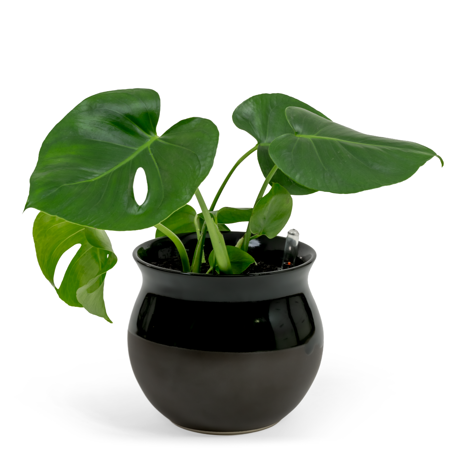 Swiss Cheese Plant