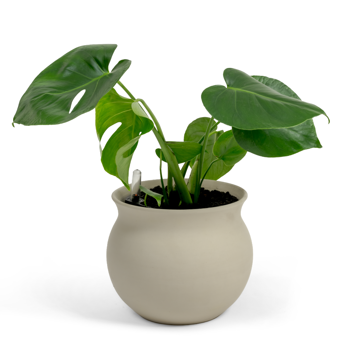 Swiss Cheese Plant