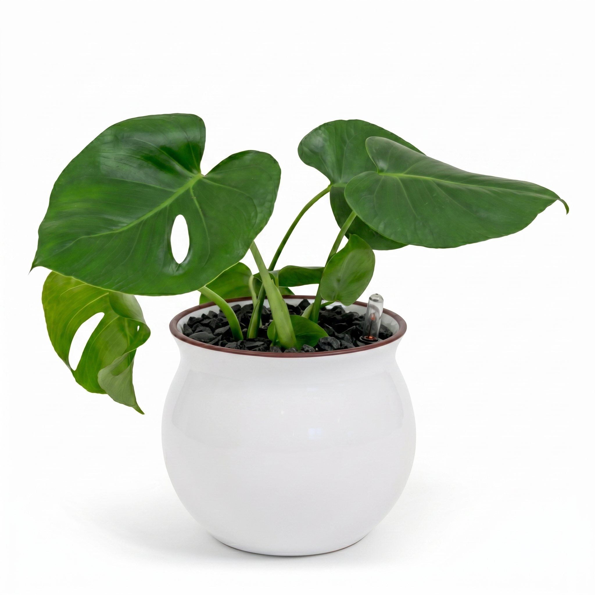 Swiss Cheese Plant