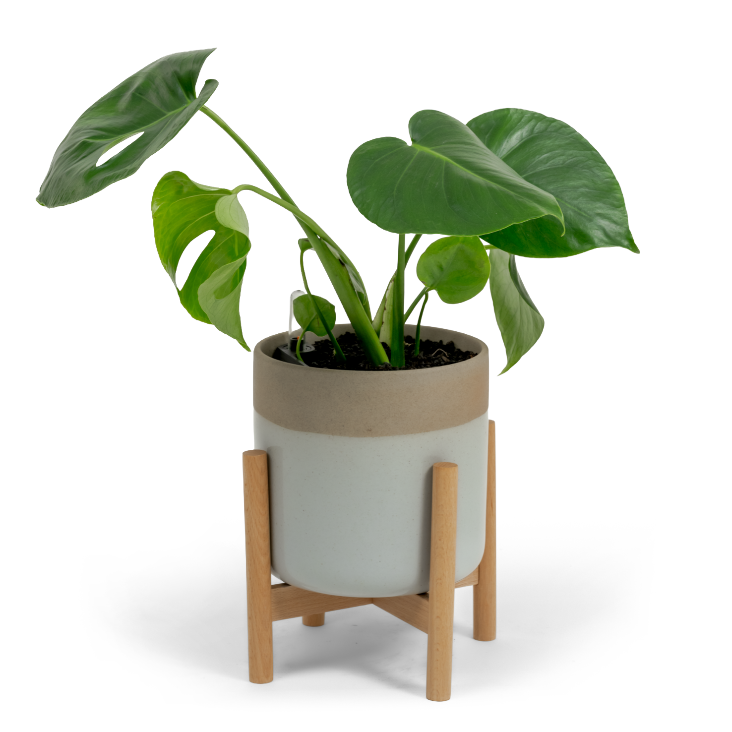 Swiss Cheese Plant