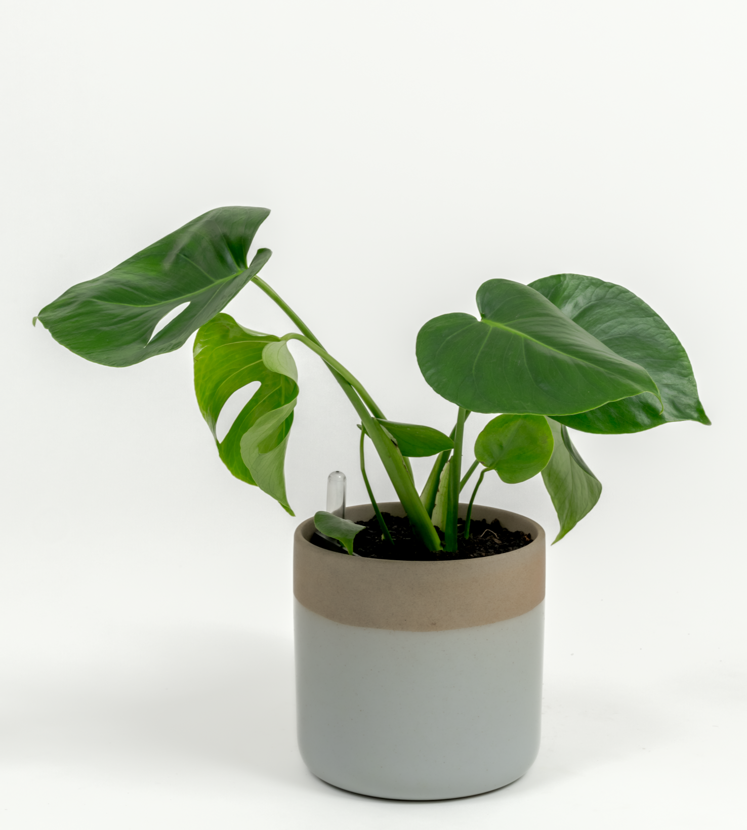 Monstera deliciosa