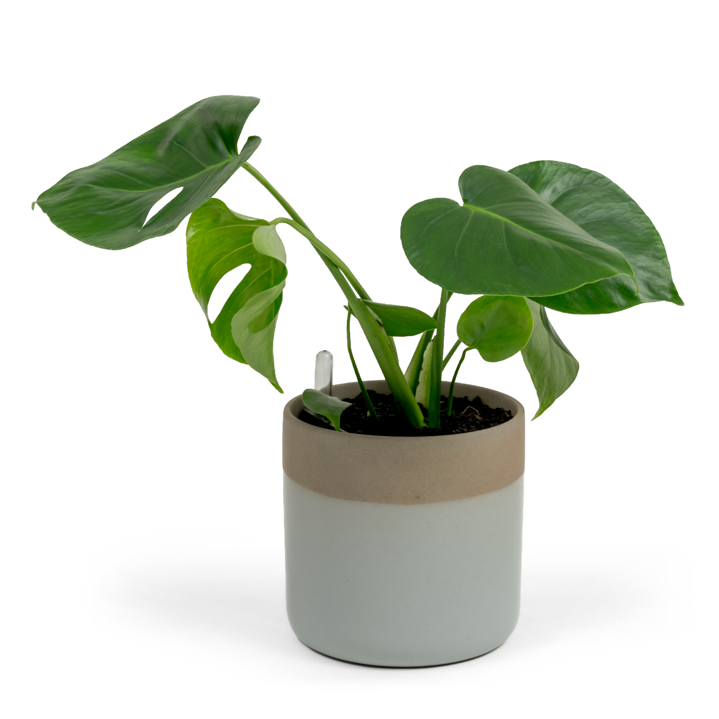 Swiss Cheese Plant