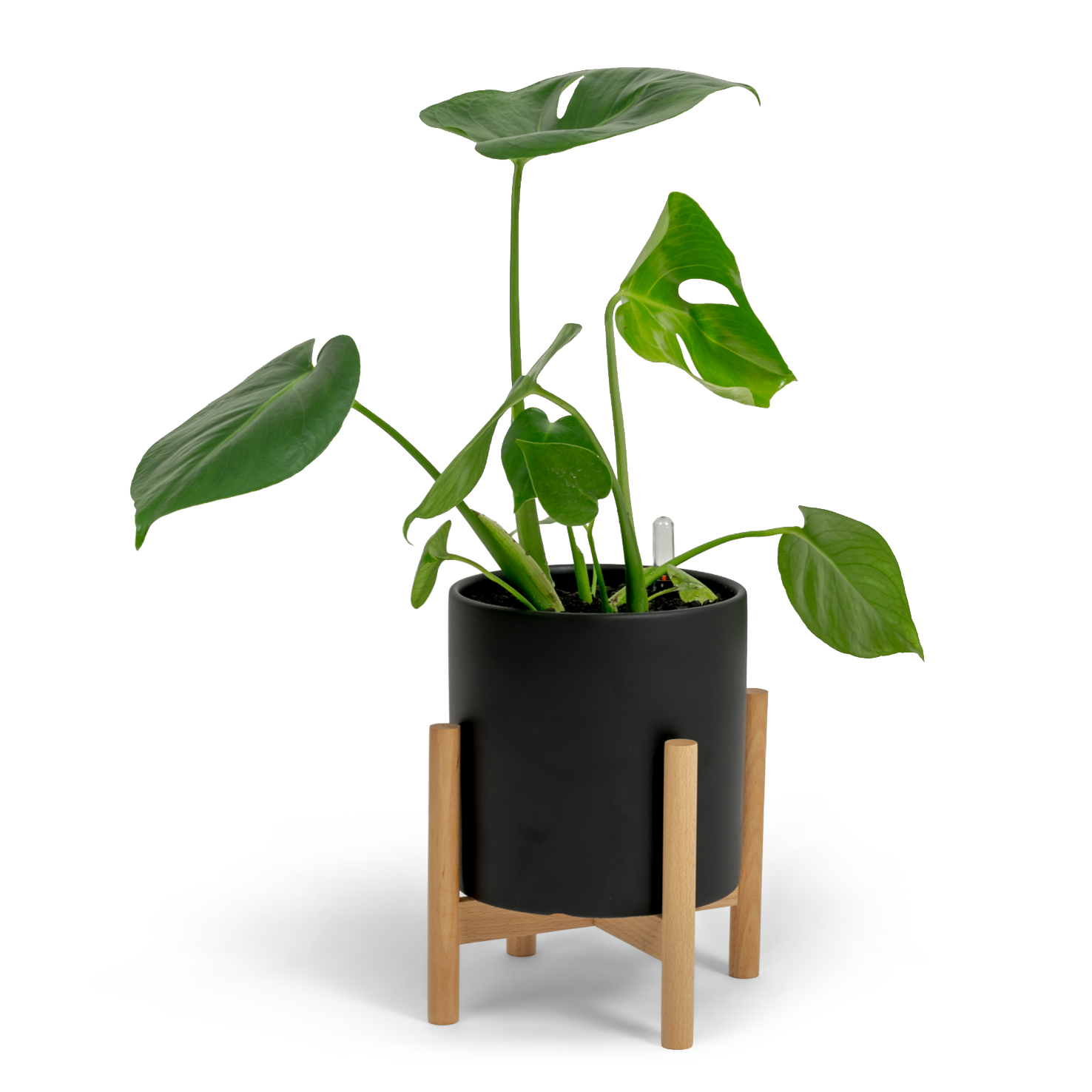 Swiss Cheese Plant