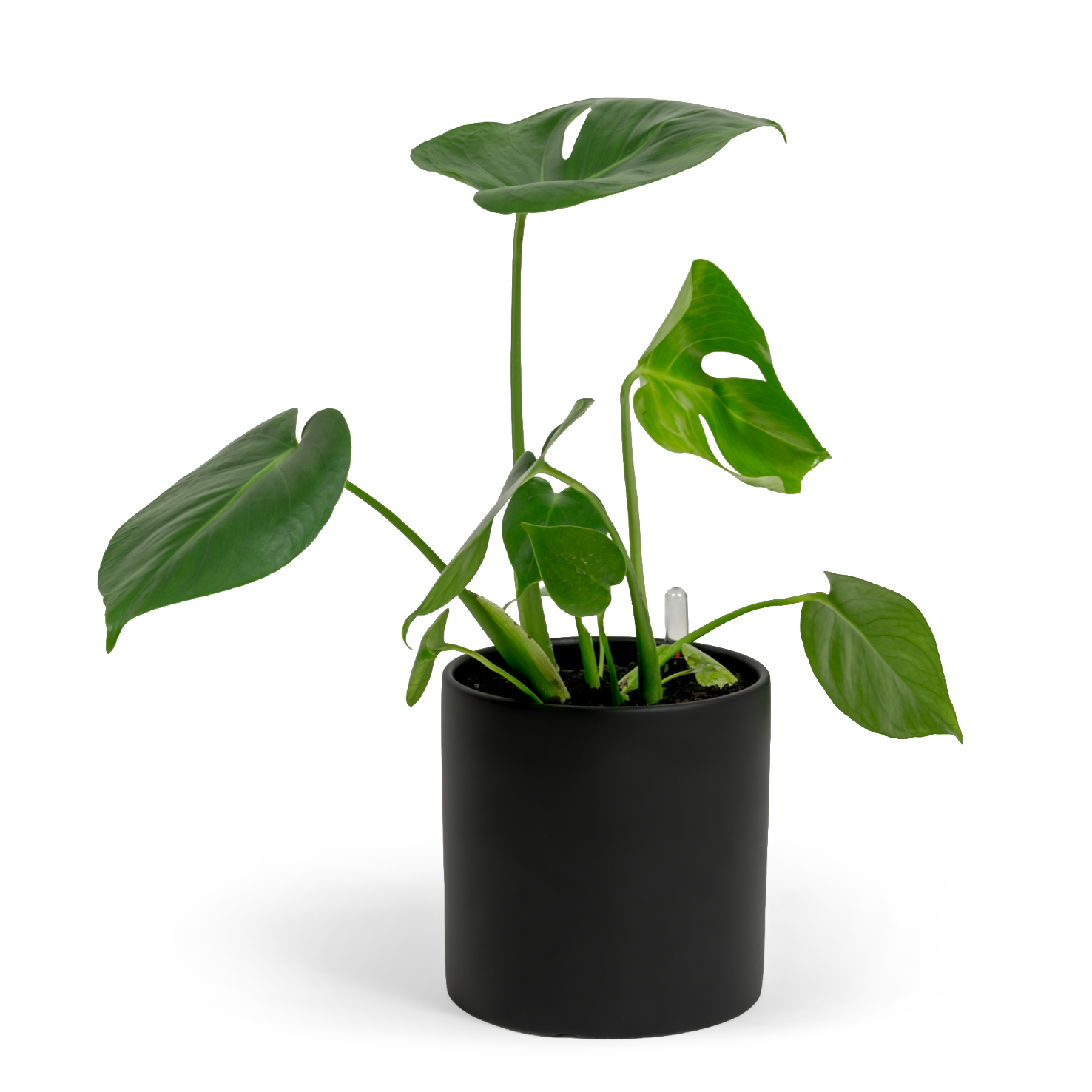 Swiss Cheese Plant